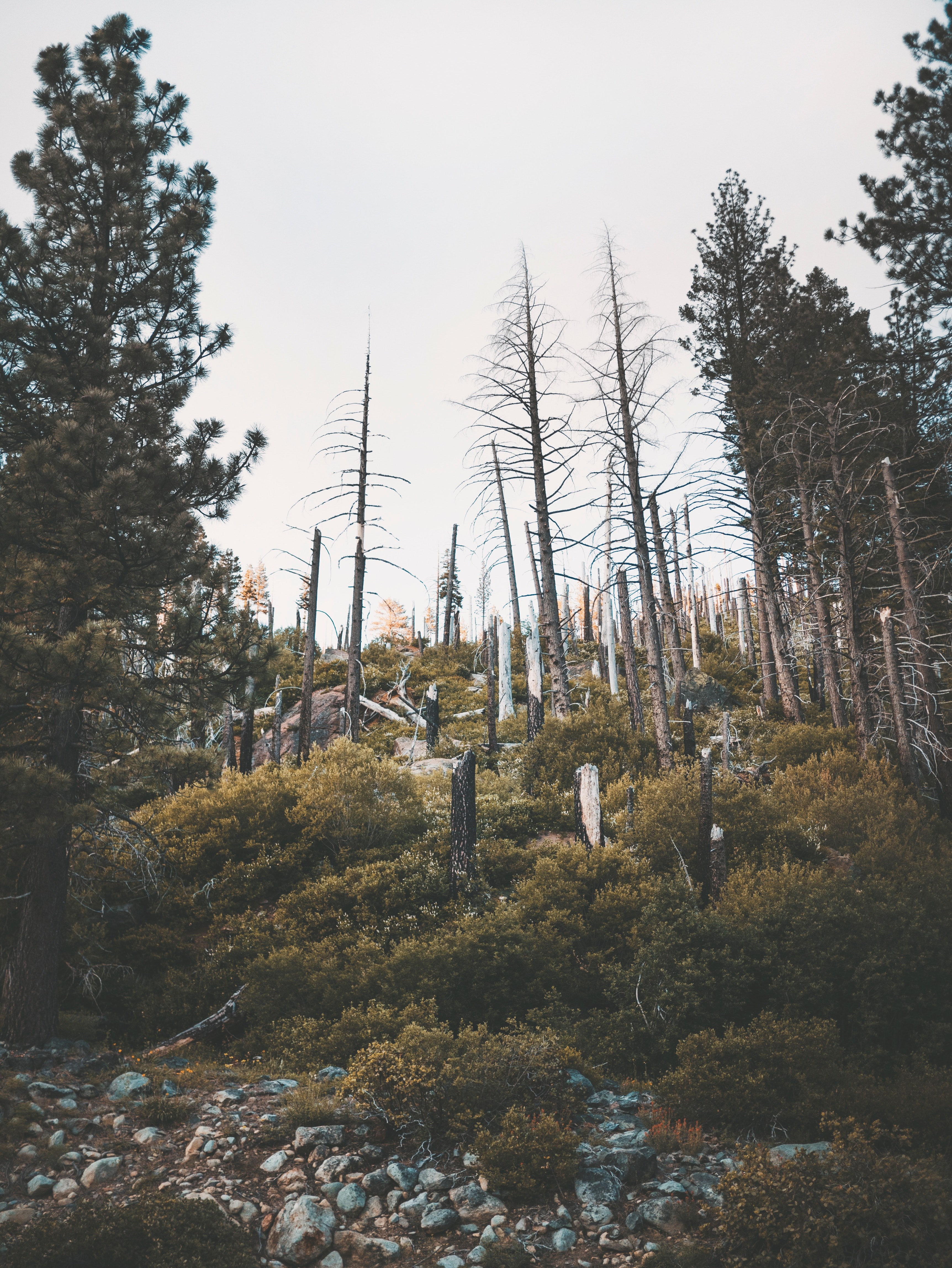 trees rocks tree stump and sky hd, 4k, Phone HD Wallpaper
