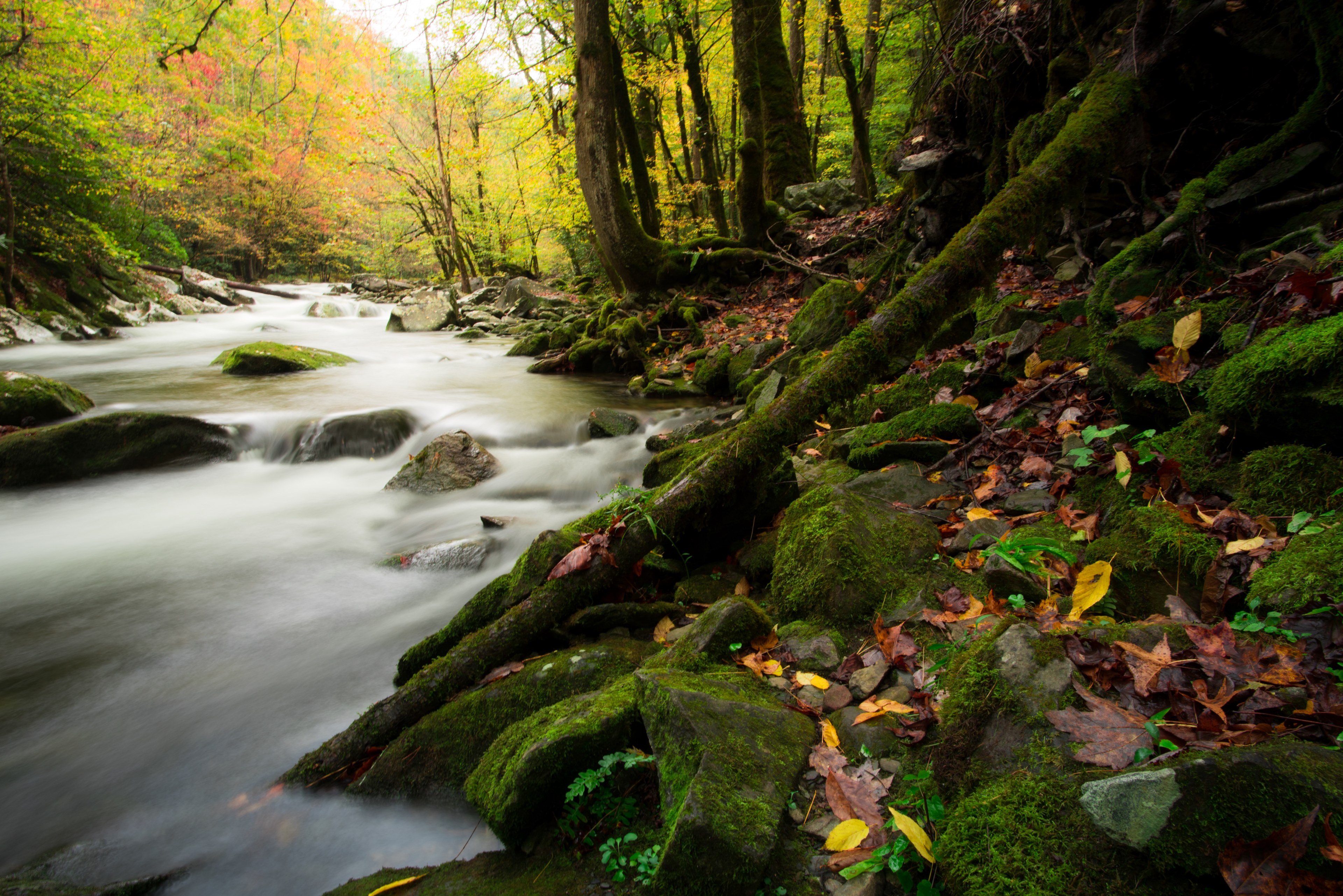 woodland forest water and river 4k, HD Wallpaper