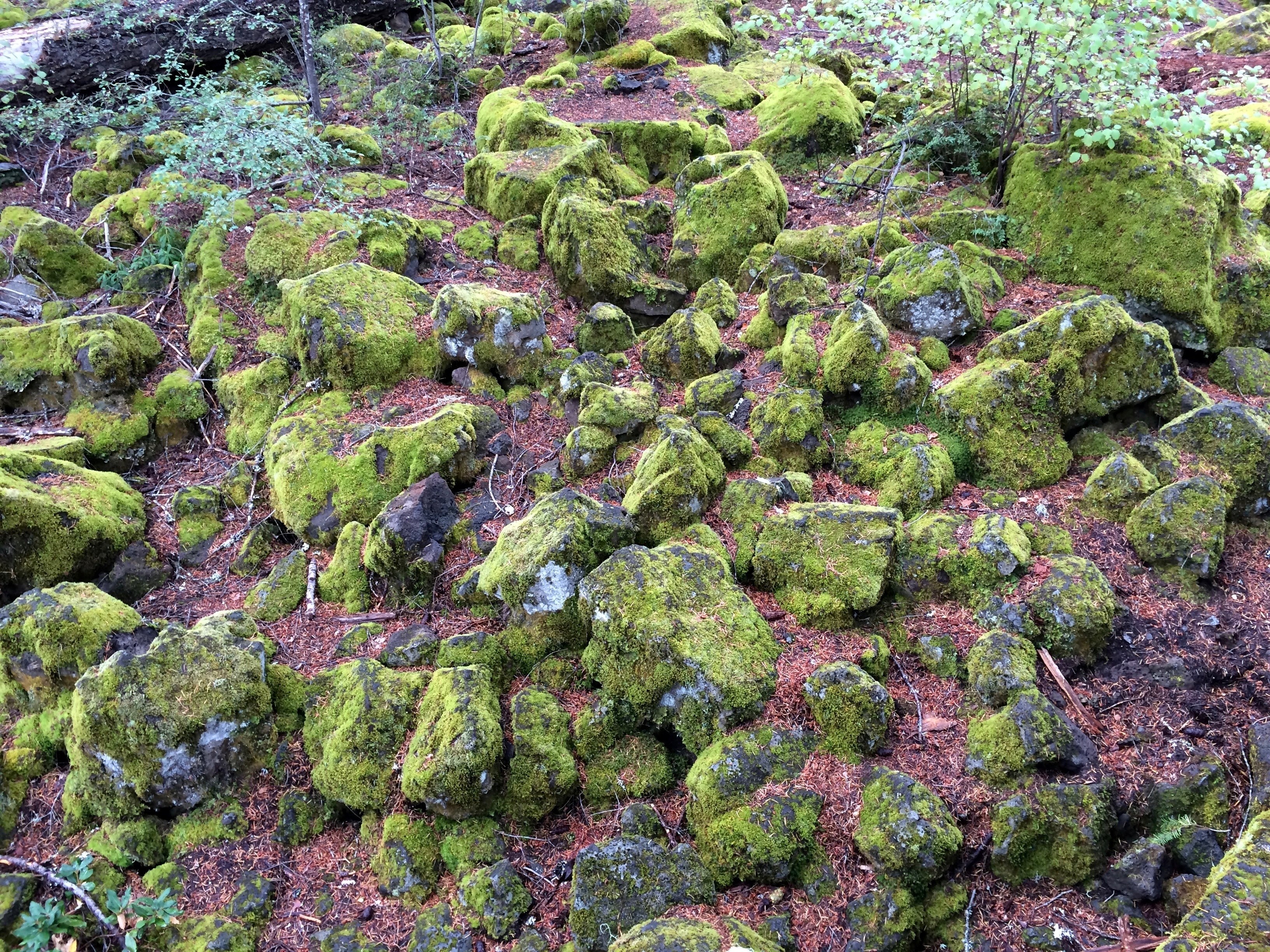 rocks next to river forest floor rock lichen on rock and lichen 4k, HD Wallpaper