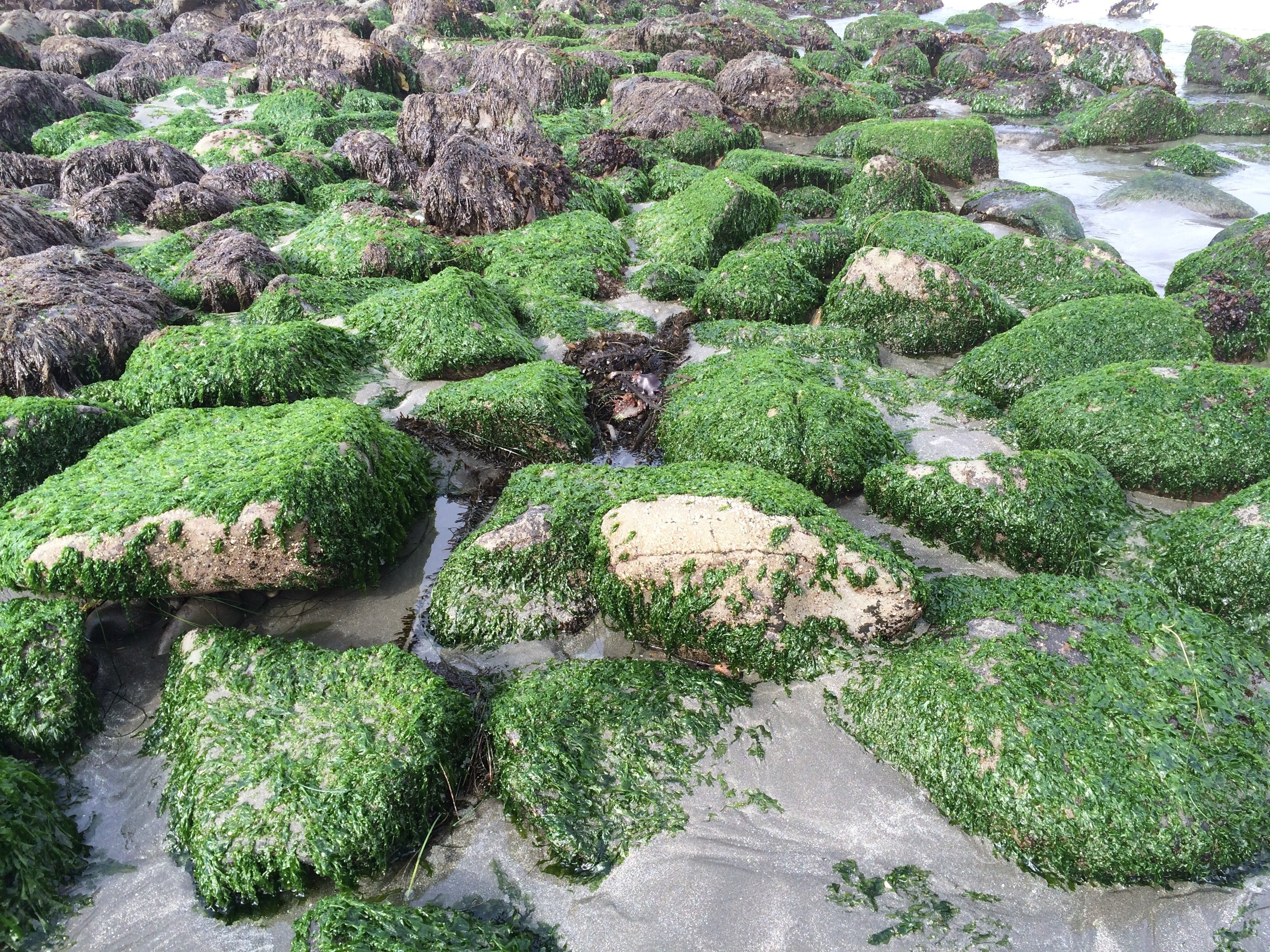 ocean color green seaweed alge on rock and seaweed on rock 4k, HD Wallpaper
