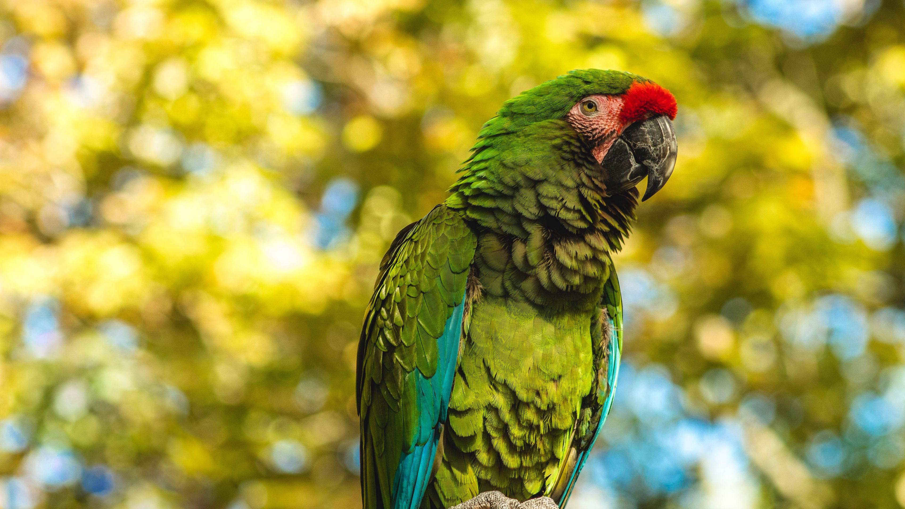 parrot, bird, color, 4k, HD Wallpaper