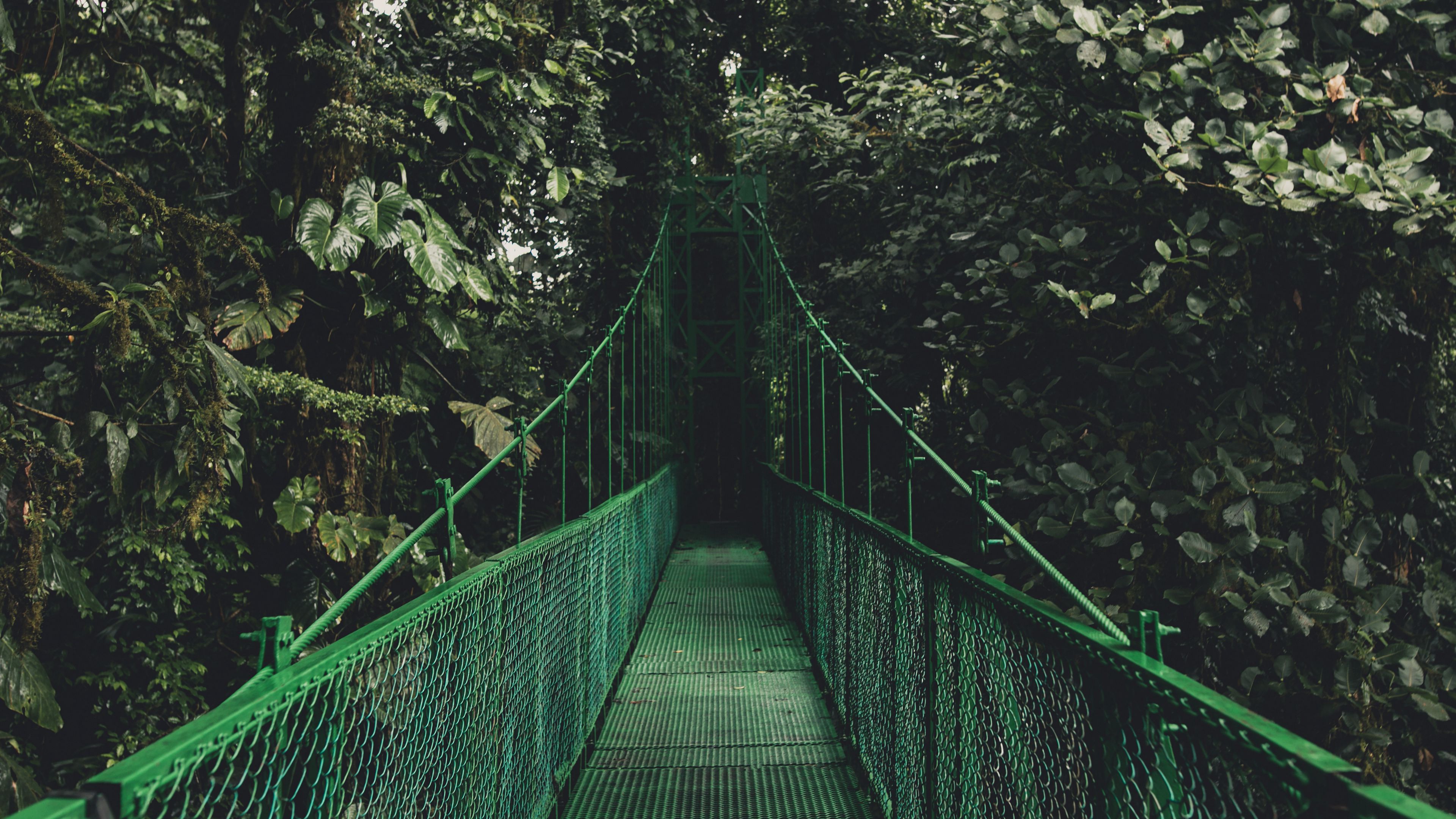 bridge, trees, foliage, 4k, HD Wallpaper