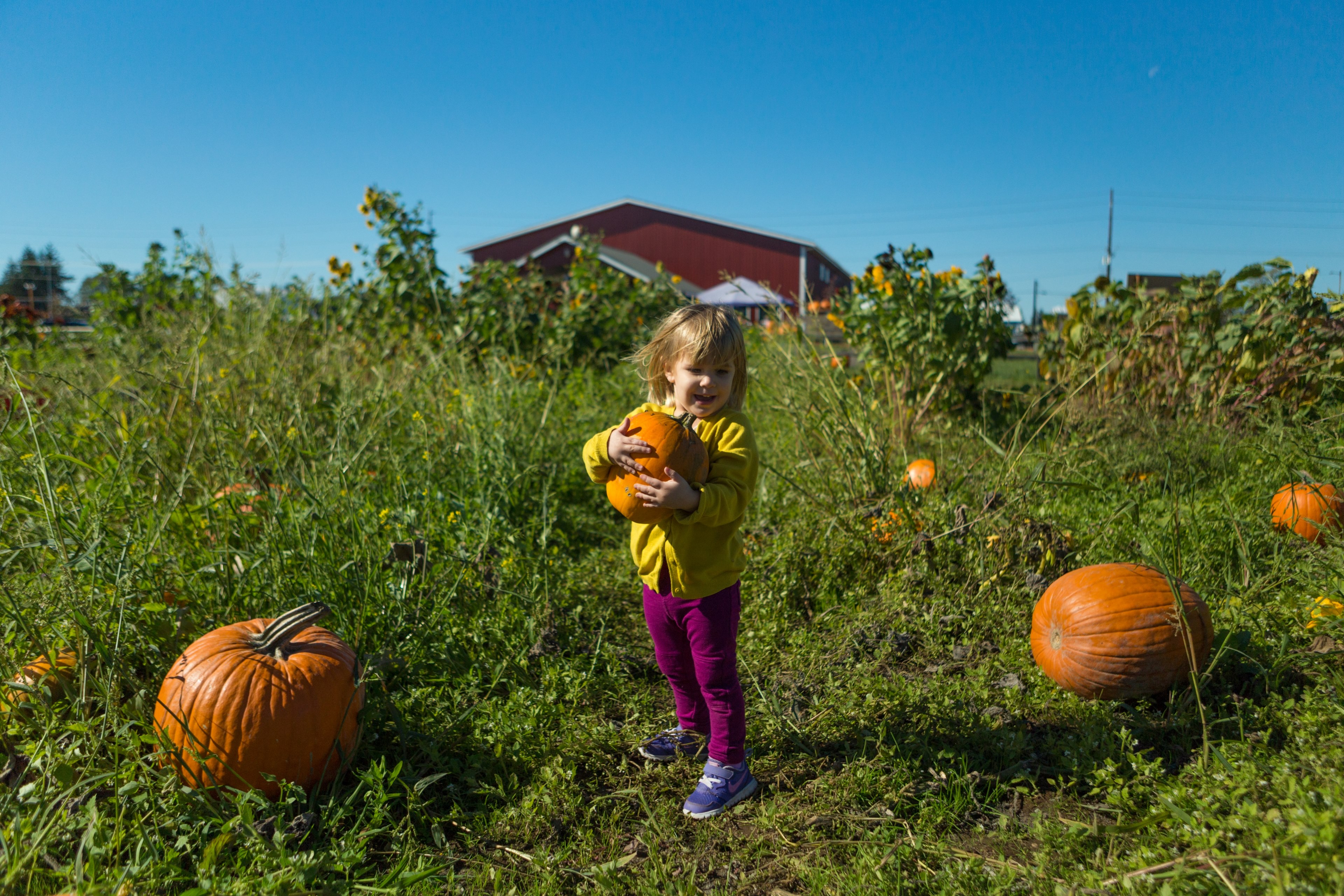 fun at the pumpkin patch 4k, HD Wallpaper