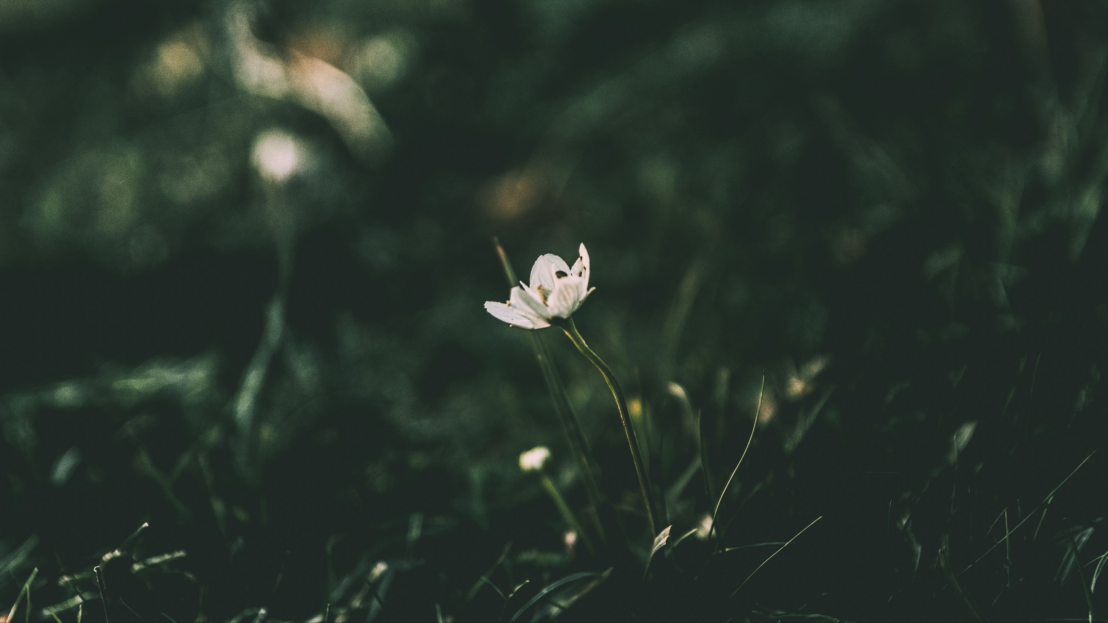 flower, grass, blur, 4k, HD Wallpaper