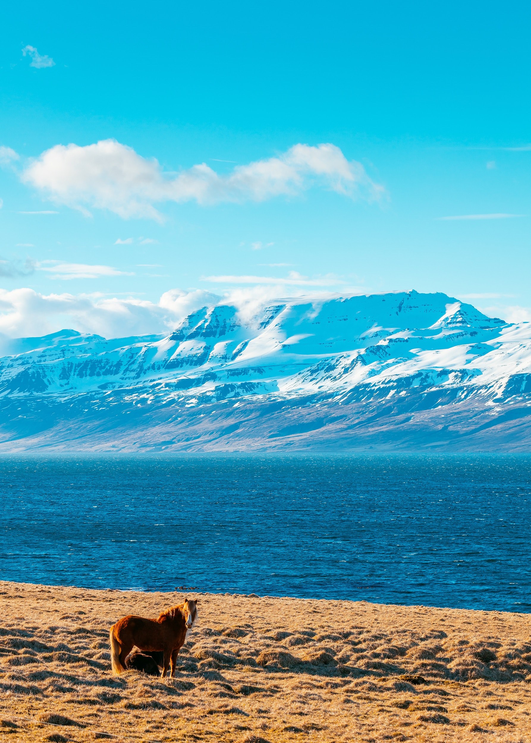a brown pony standing on a grassy shore of a mountain lake, lost 4k, Phone HD Wallpaper
