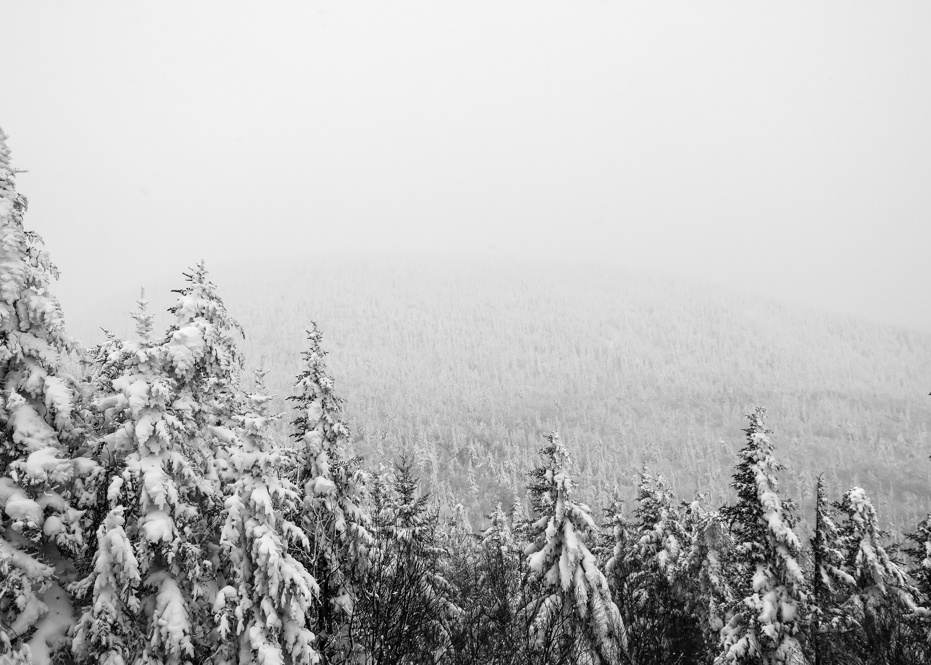 a drone view of snow covered trees amidst the mass of forest land at the mont sutton ski hills in quebec, mont sutton 4k, HD Wallpaper