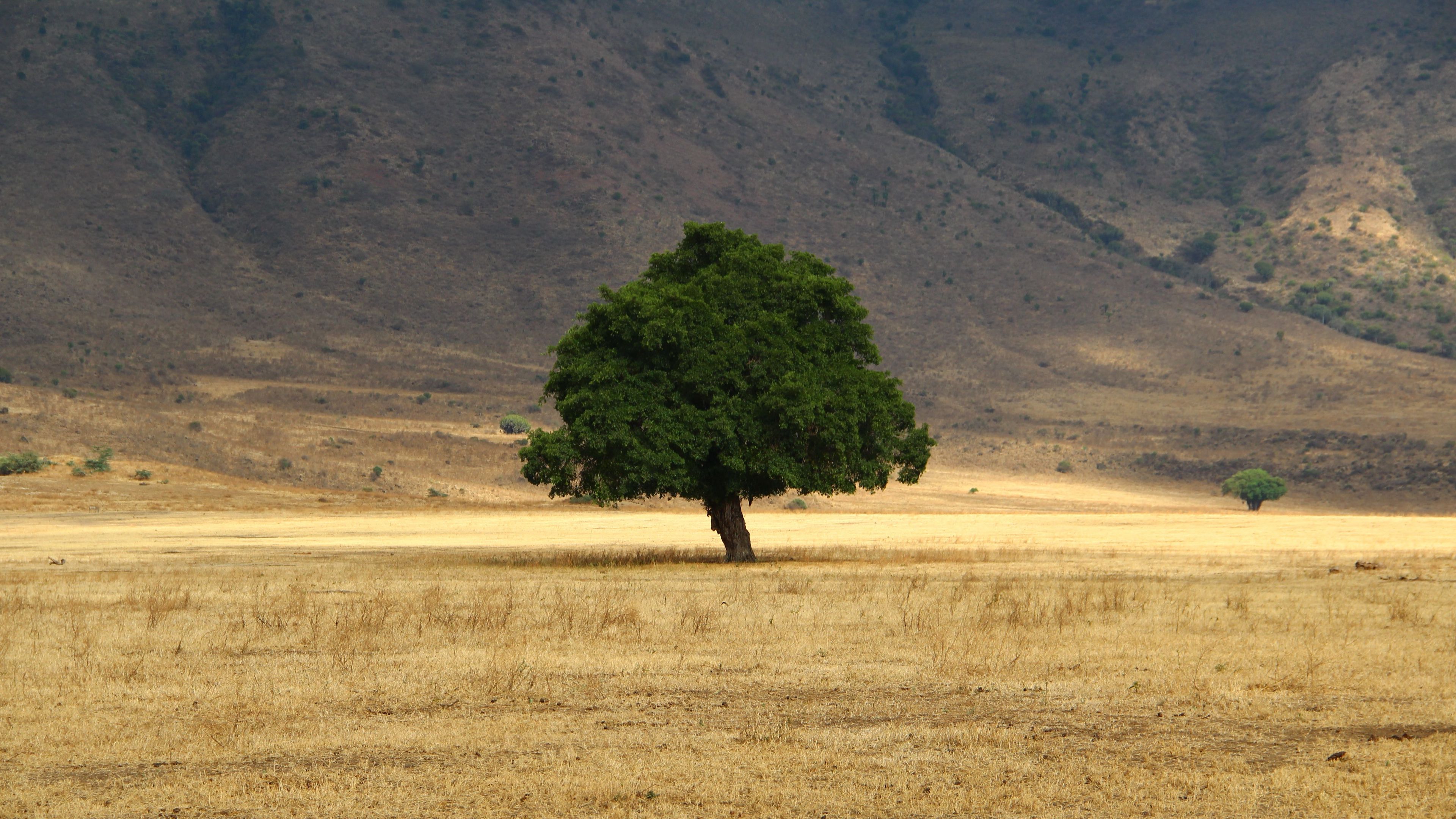 tree, grass, field, 4k, HD Wallpaper