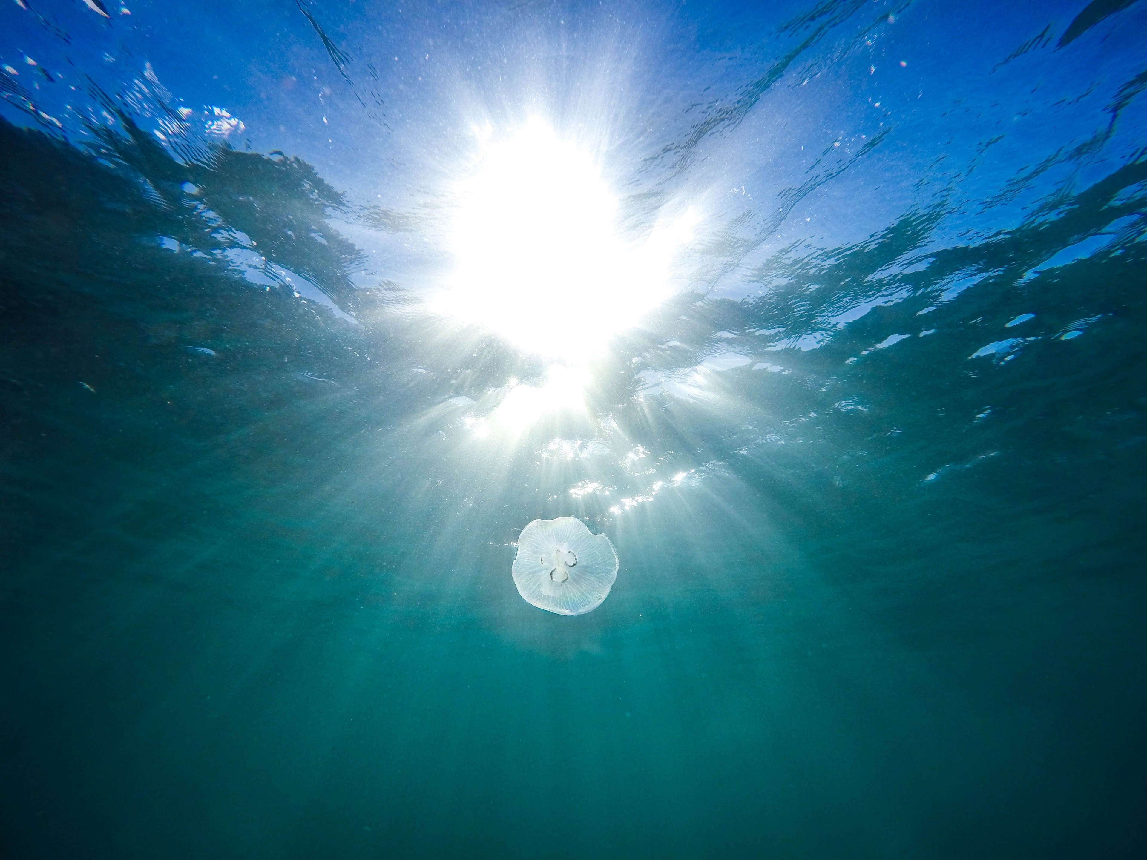 underwater view of a jellyfish at the bondi beach, jellyfish underwater view 4k, HD Wallpaper