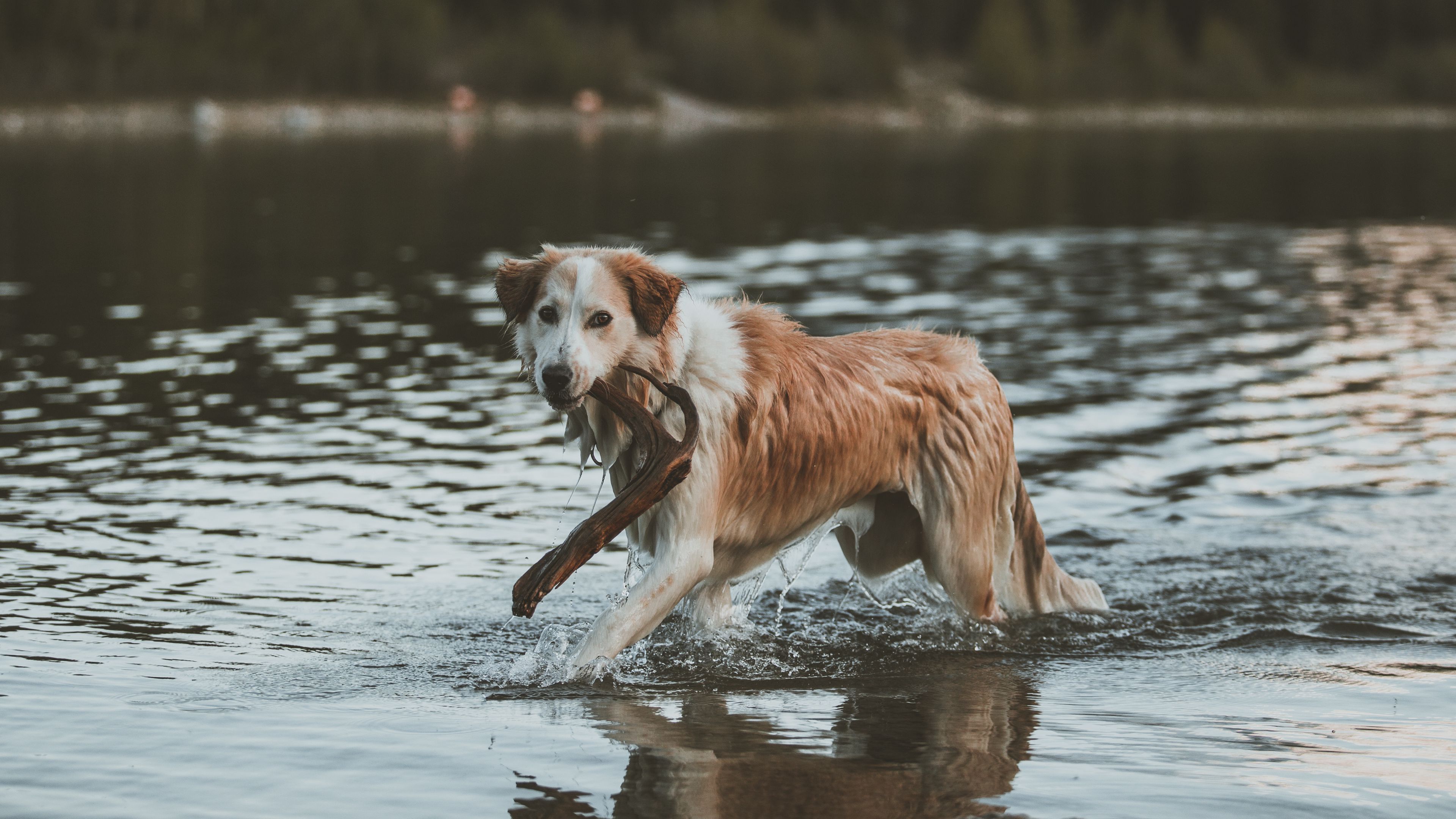 dog, walk, water, stick, 4k, HD Wallpaper