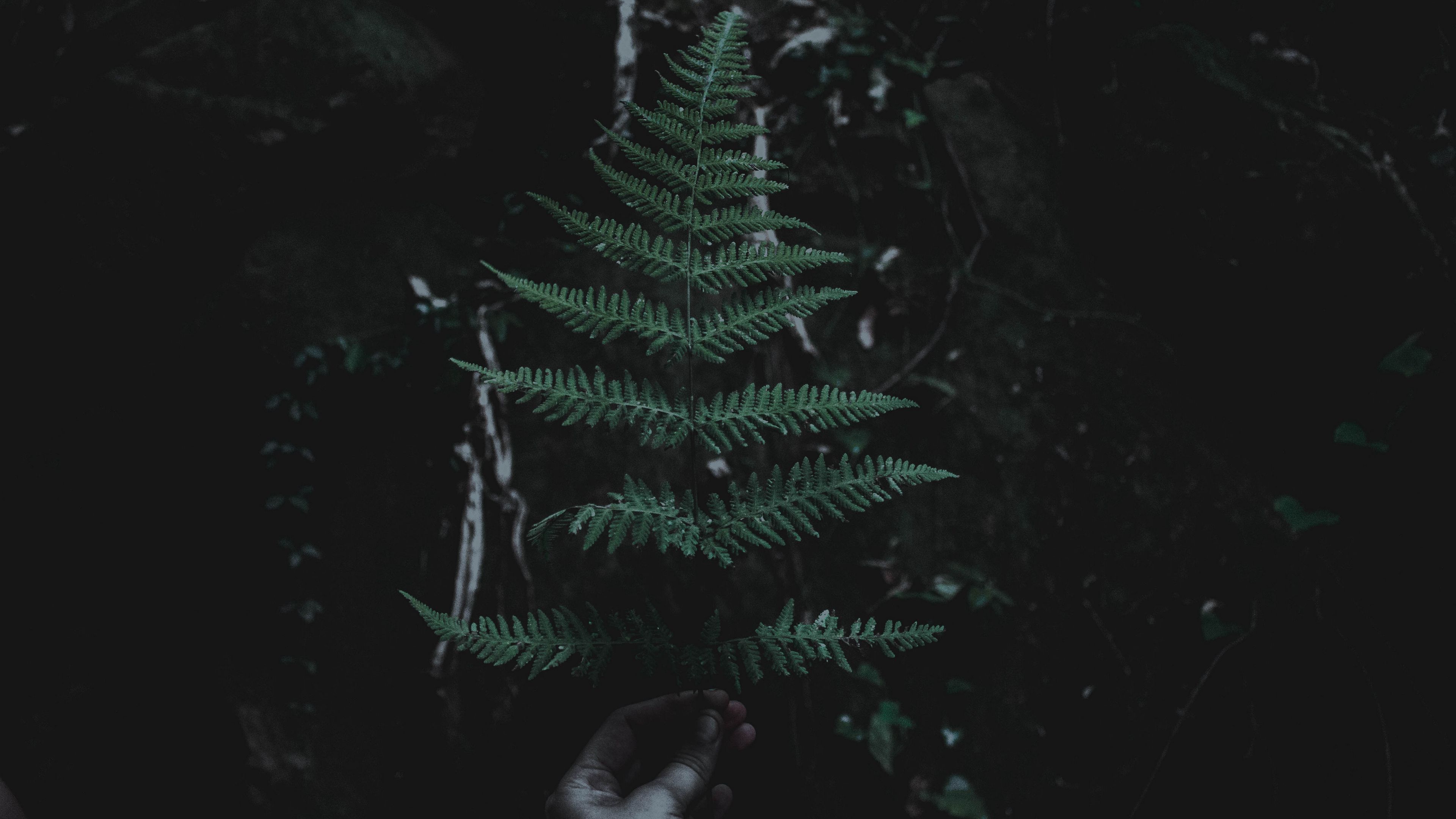 leaf, branch, dark, 4k, HD Wallpaper
