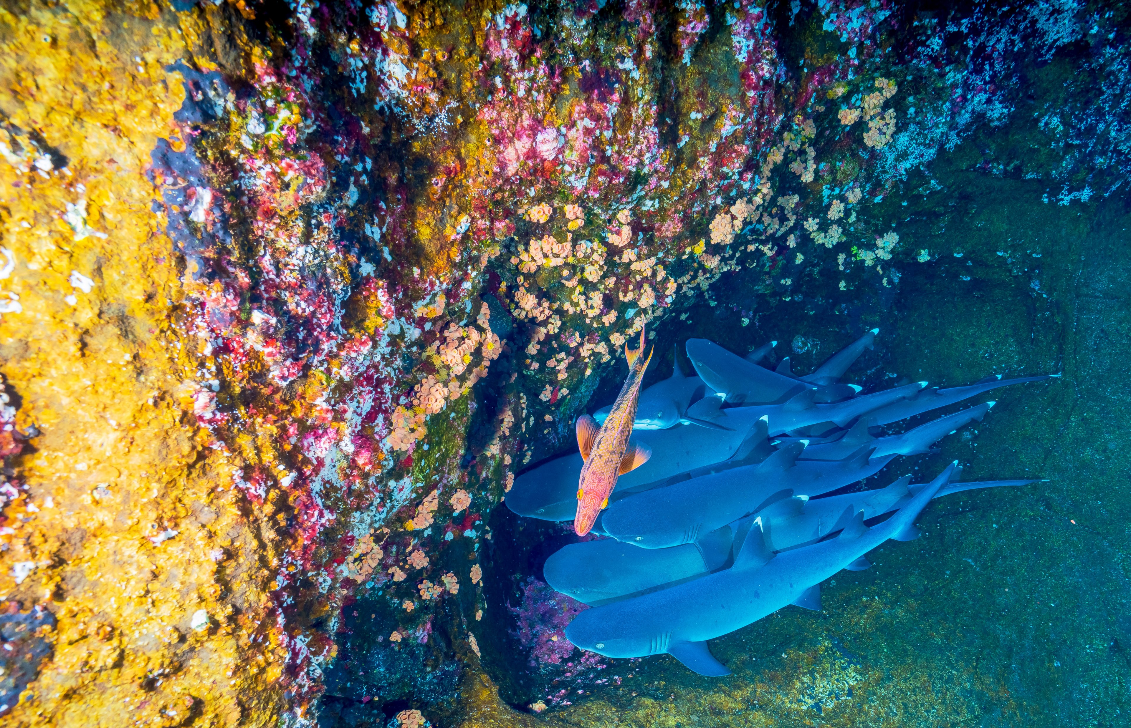 nurse our oceans 4k, HD Wallpaper