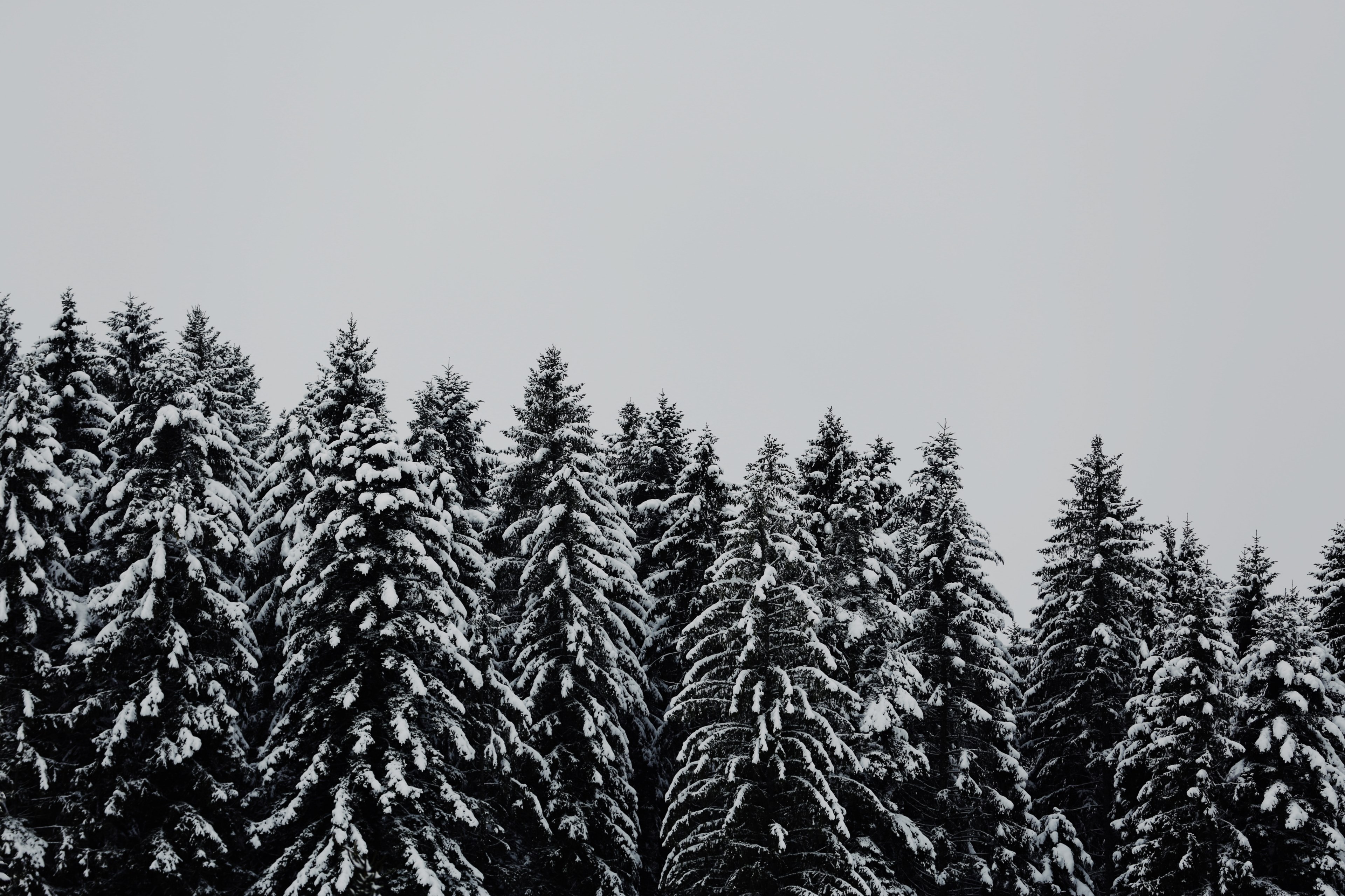 tree woodland forest and snow 4k, HD Wallpaper