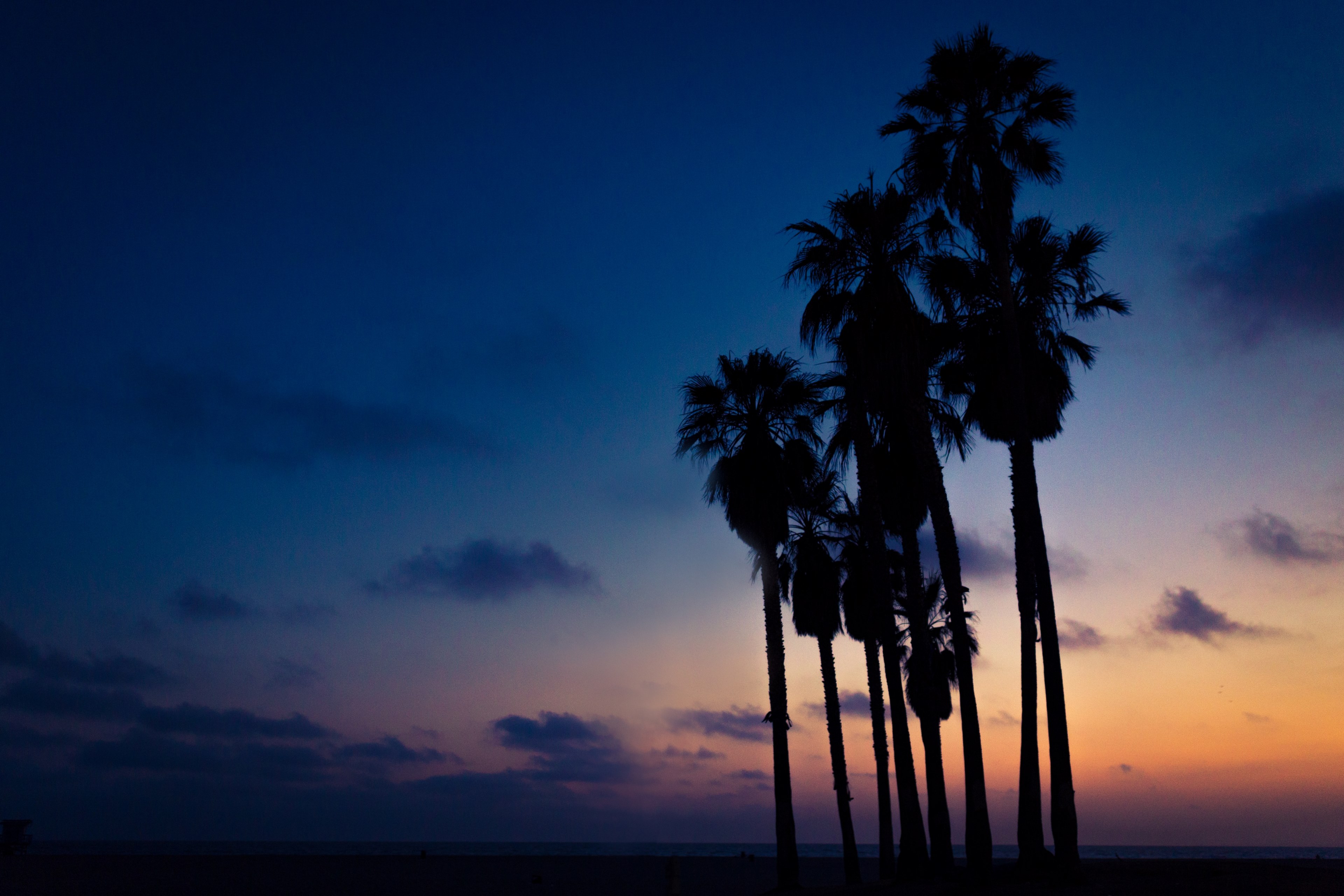 silhouette of palm trees during sunset in venice beach, a last glimse of sunshine 4k, HD Wallpaper