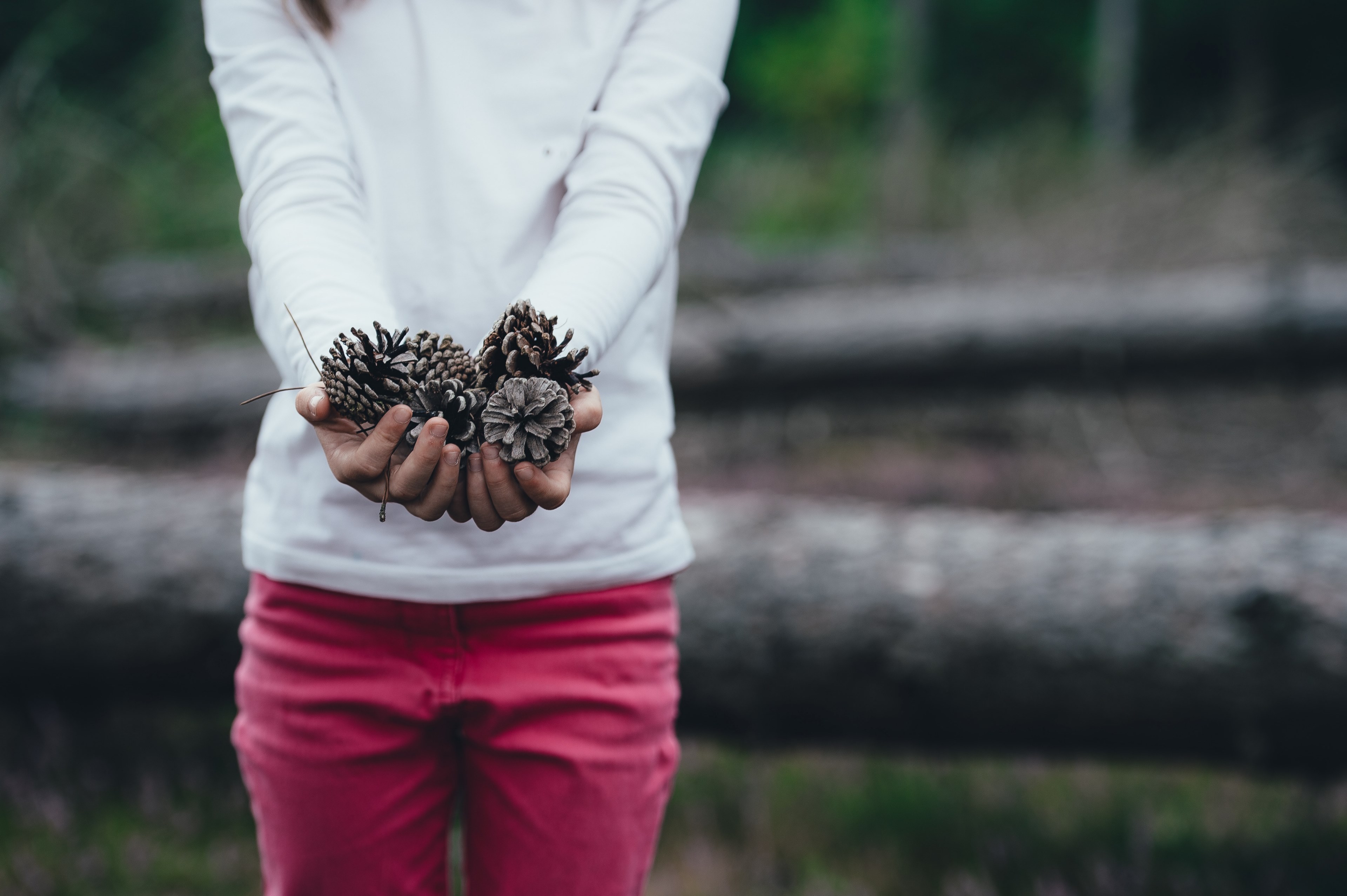 hand pinecone child and pine cone 4k, HD Wallpaper