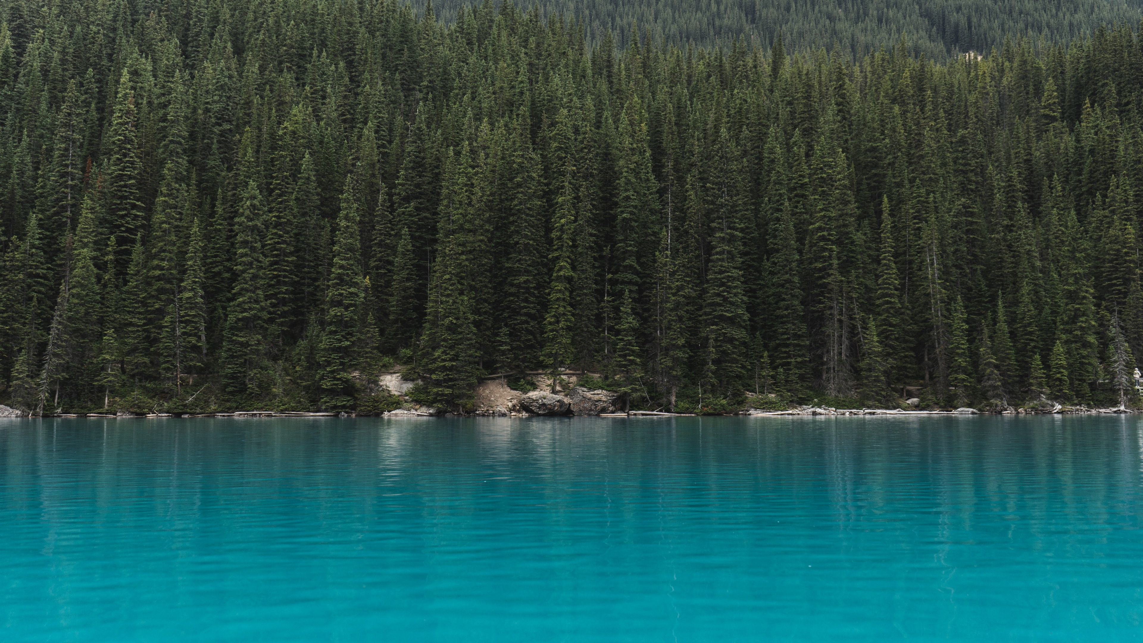 tall pine trees around the azure moraine lake, pine trees near moraine lake 4k, HD Wallpaper