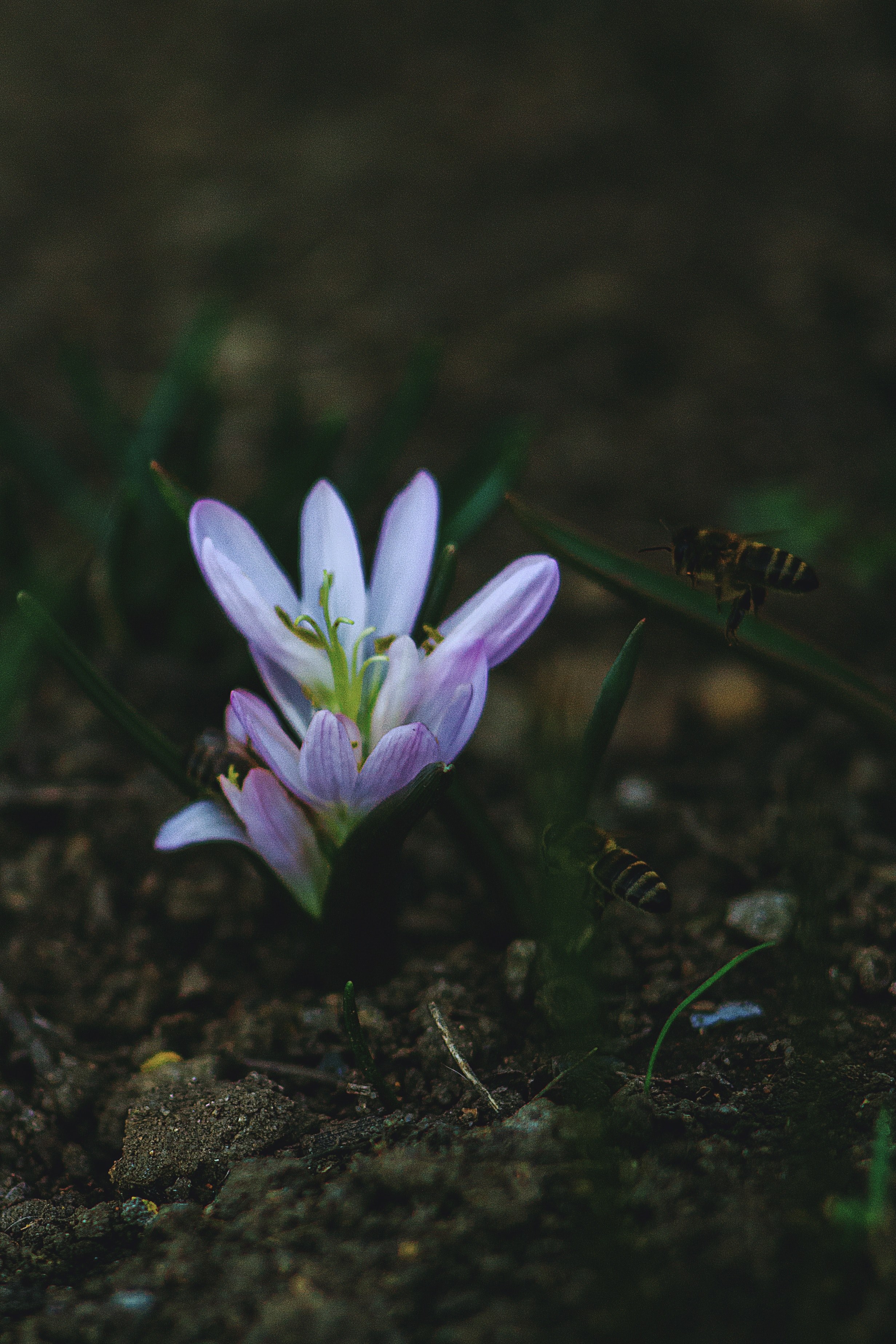 beauty spring crocu and saffron hd, 4k, Phone HD Wallpaper