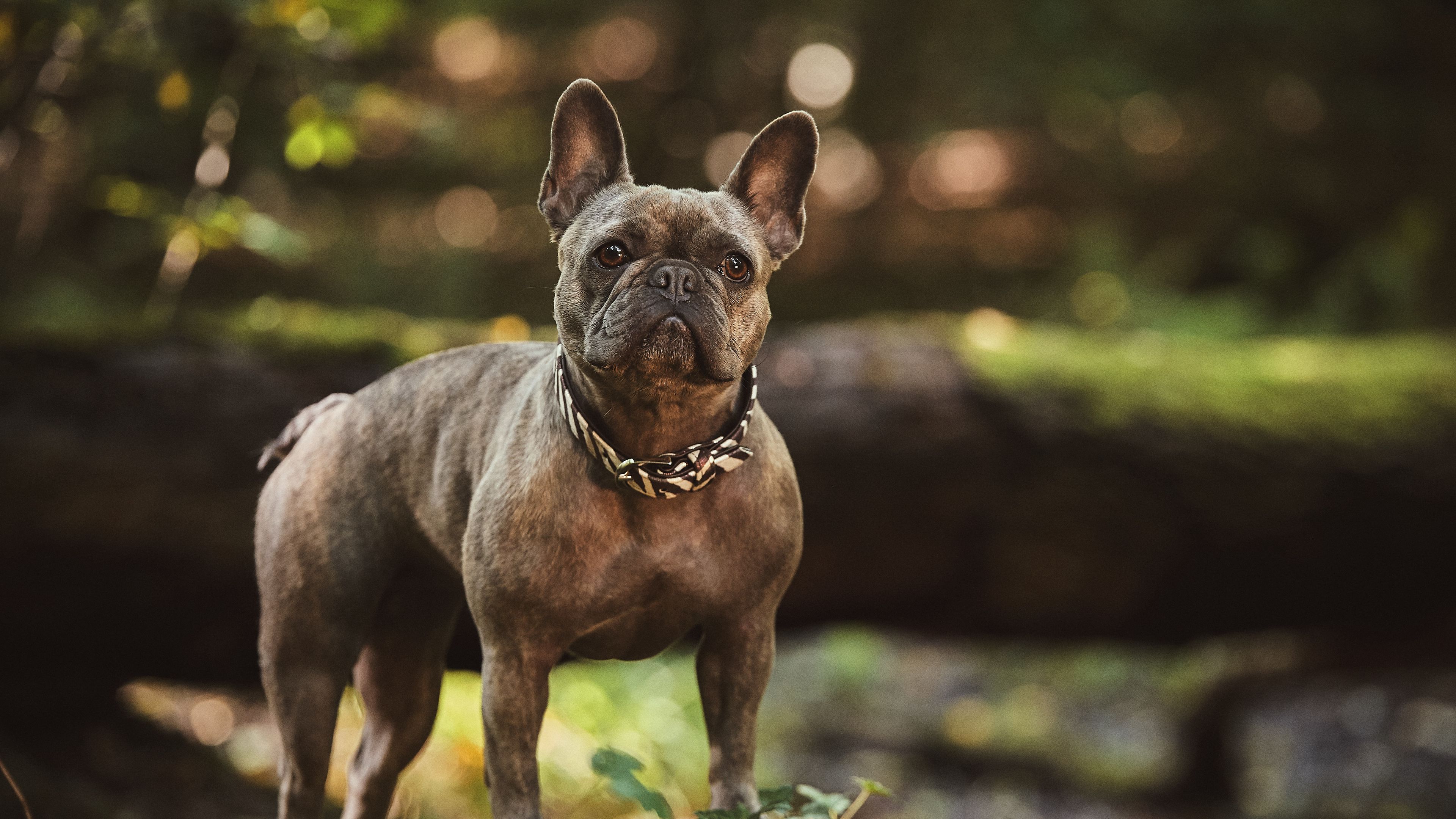 bulldog, dog, look, 4k, HD Wallpaper