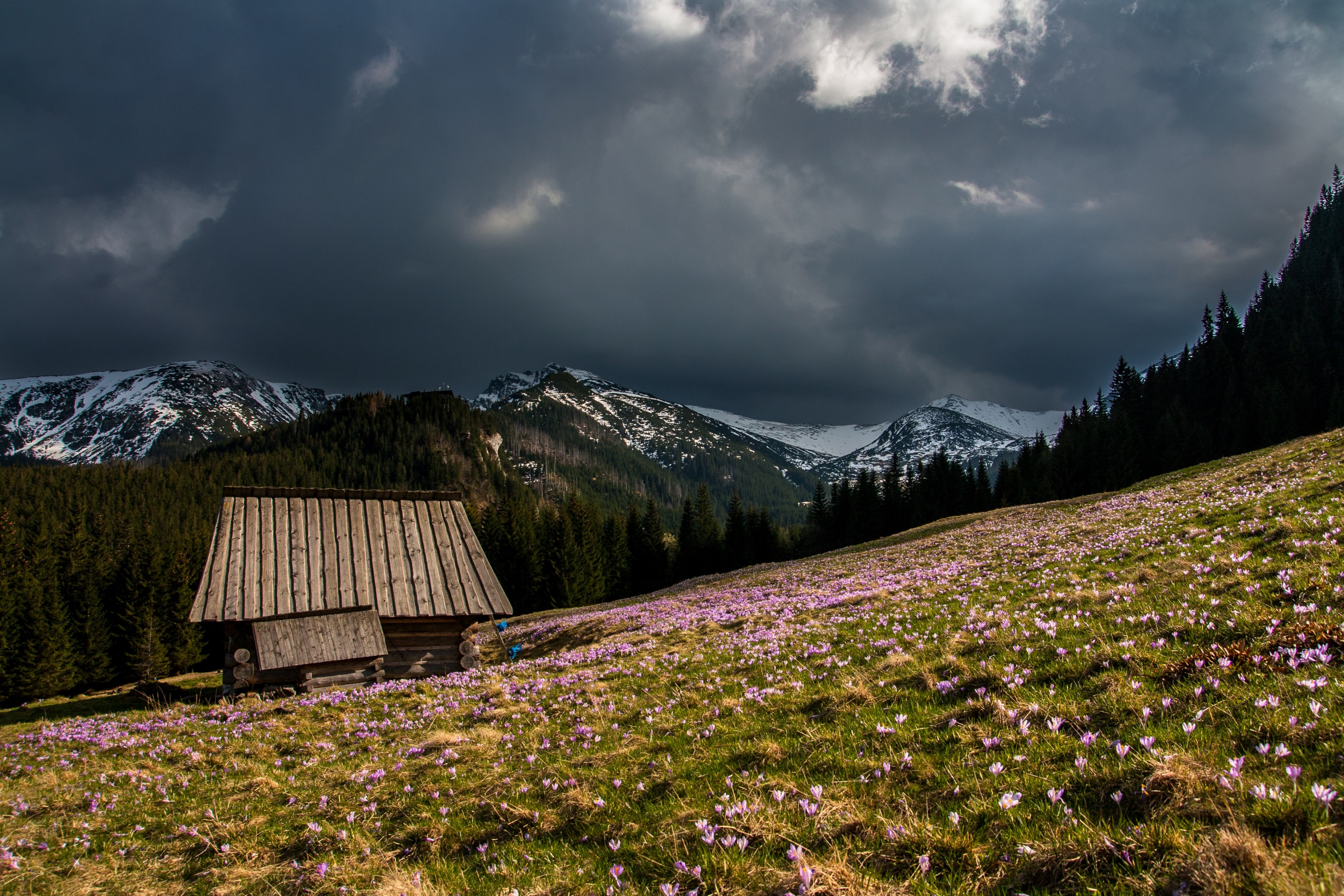 isolated hillside cabin on cloudy day surrounded by crocus in spring nowy jork teksas stany zjednoczone, hillside cabin and crocus 4k, HD Wallpaper