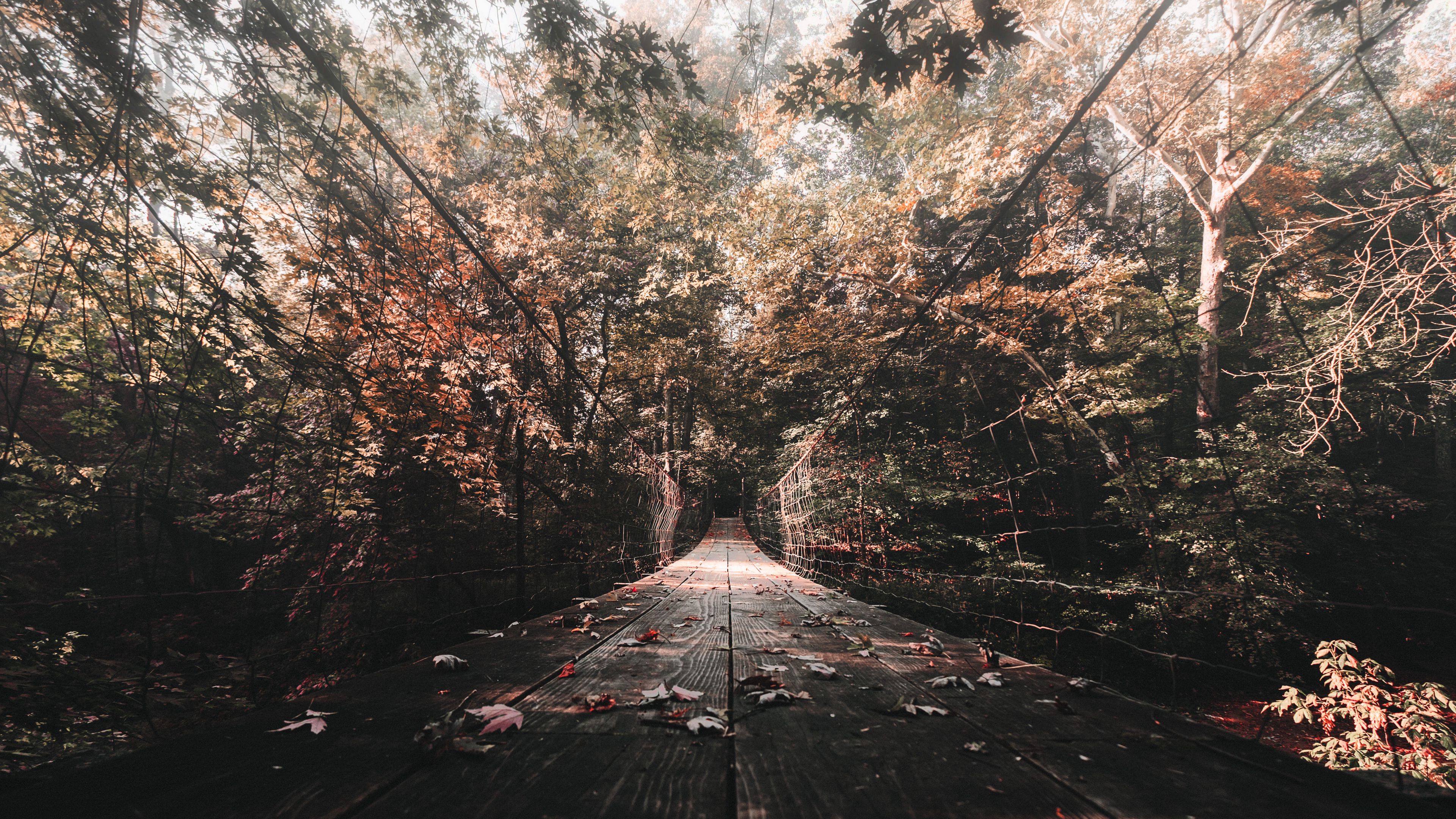 bridge, autumn, foliage, 4k, HD Wallpaper