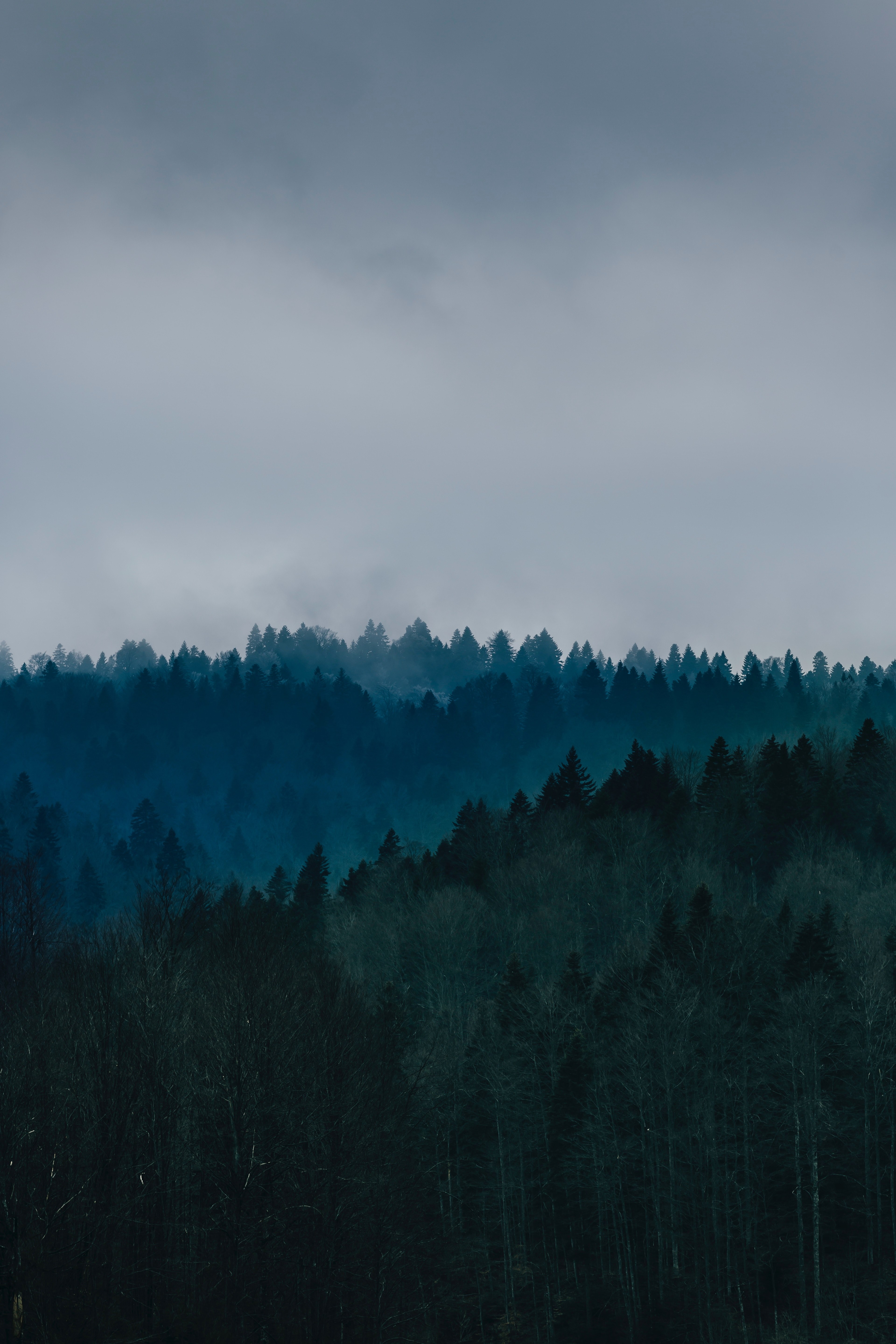 lines of evergreen trees under a gray sky in go, gray treelines 4k, Phone HD Wallpaper