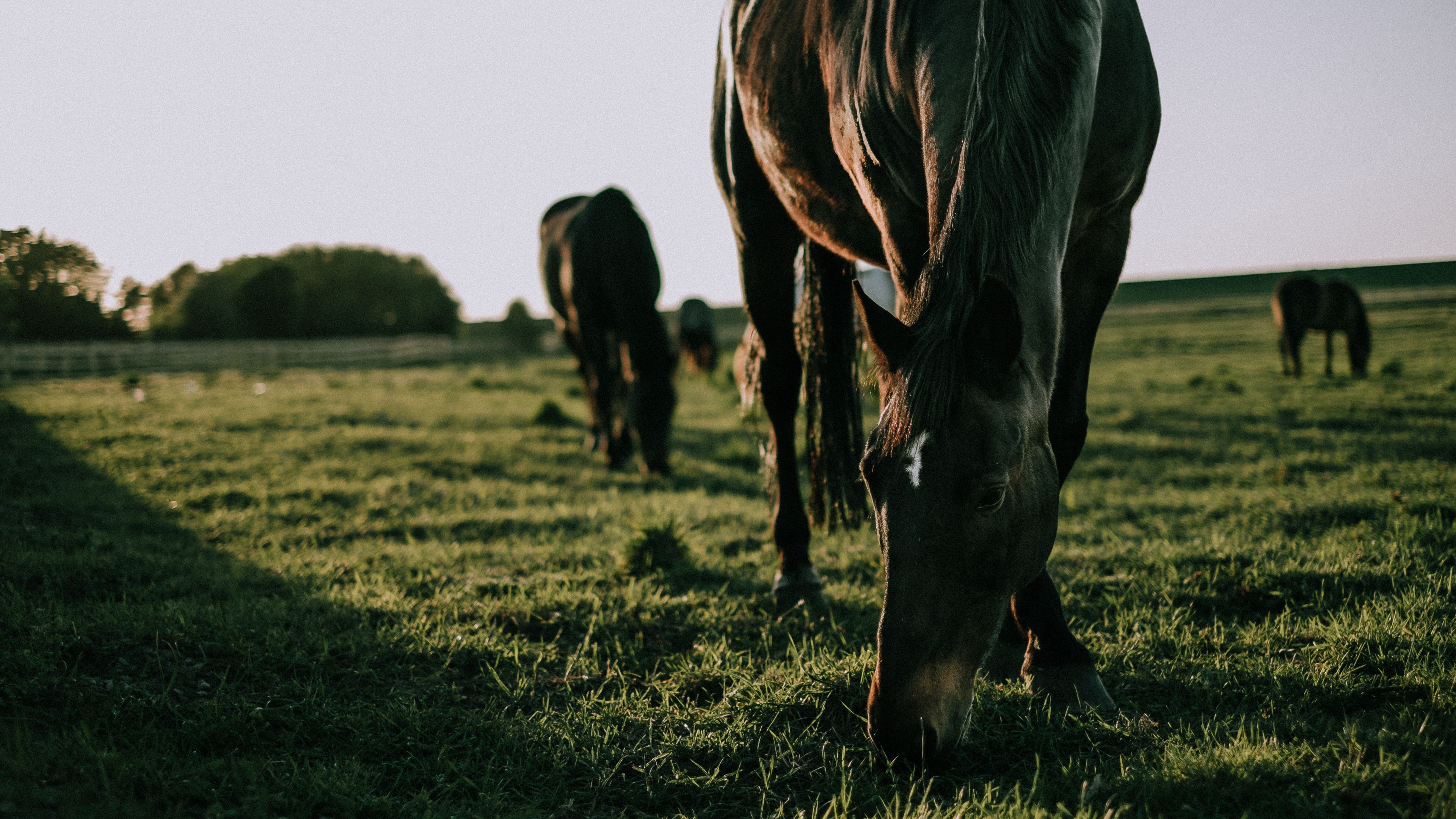 horse, grass, walk, 4k, HD Wallpaper