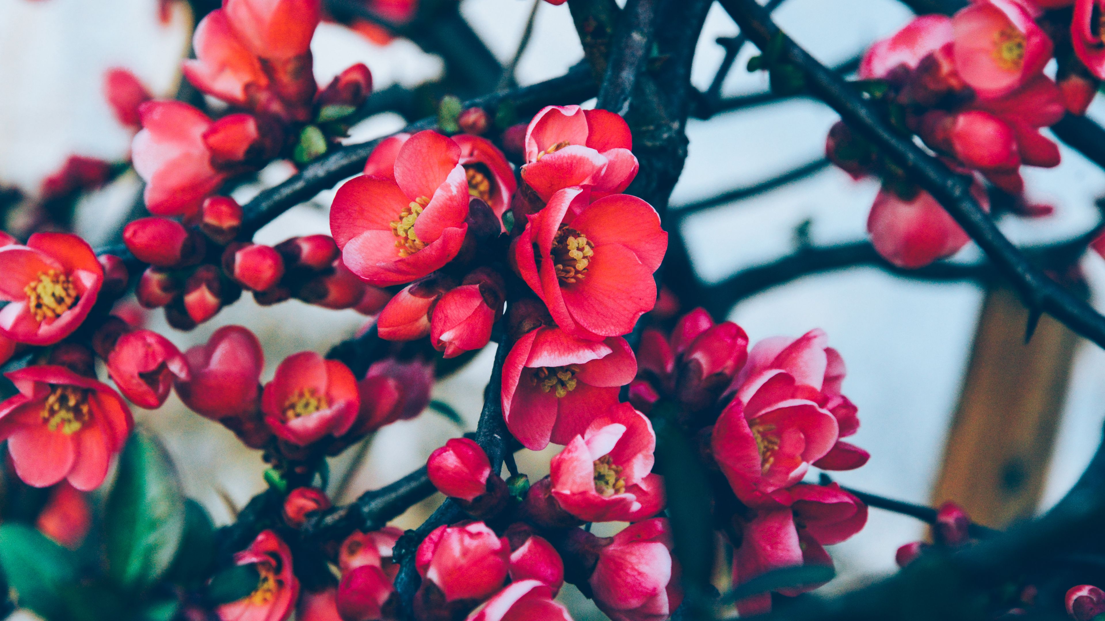 flowers, branches, blossom, 4k, HD Wallpaper