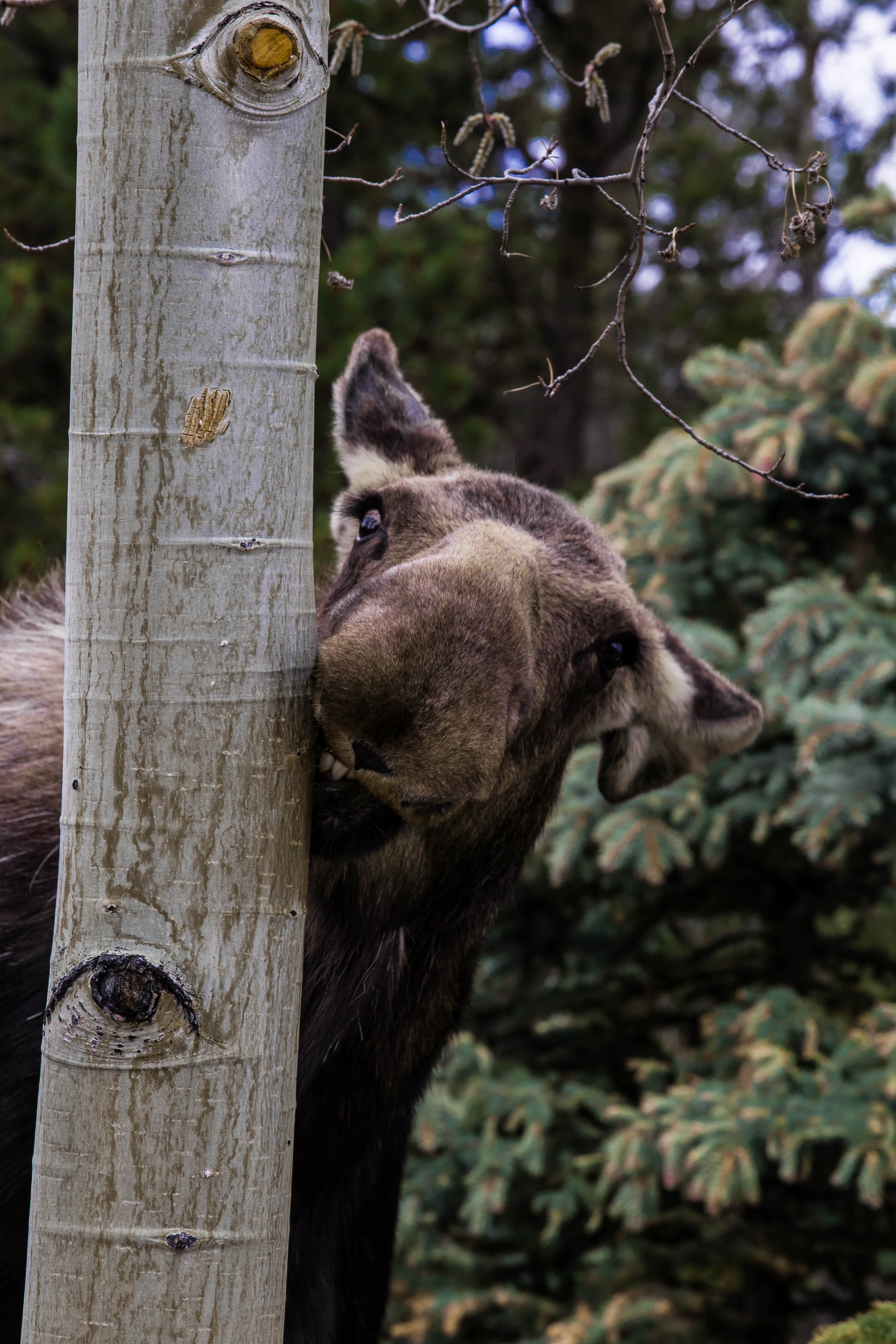up close and personal momma moose 4k, Phone HD Wallpaper