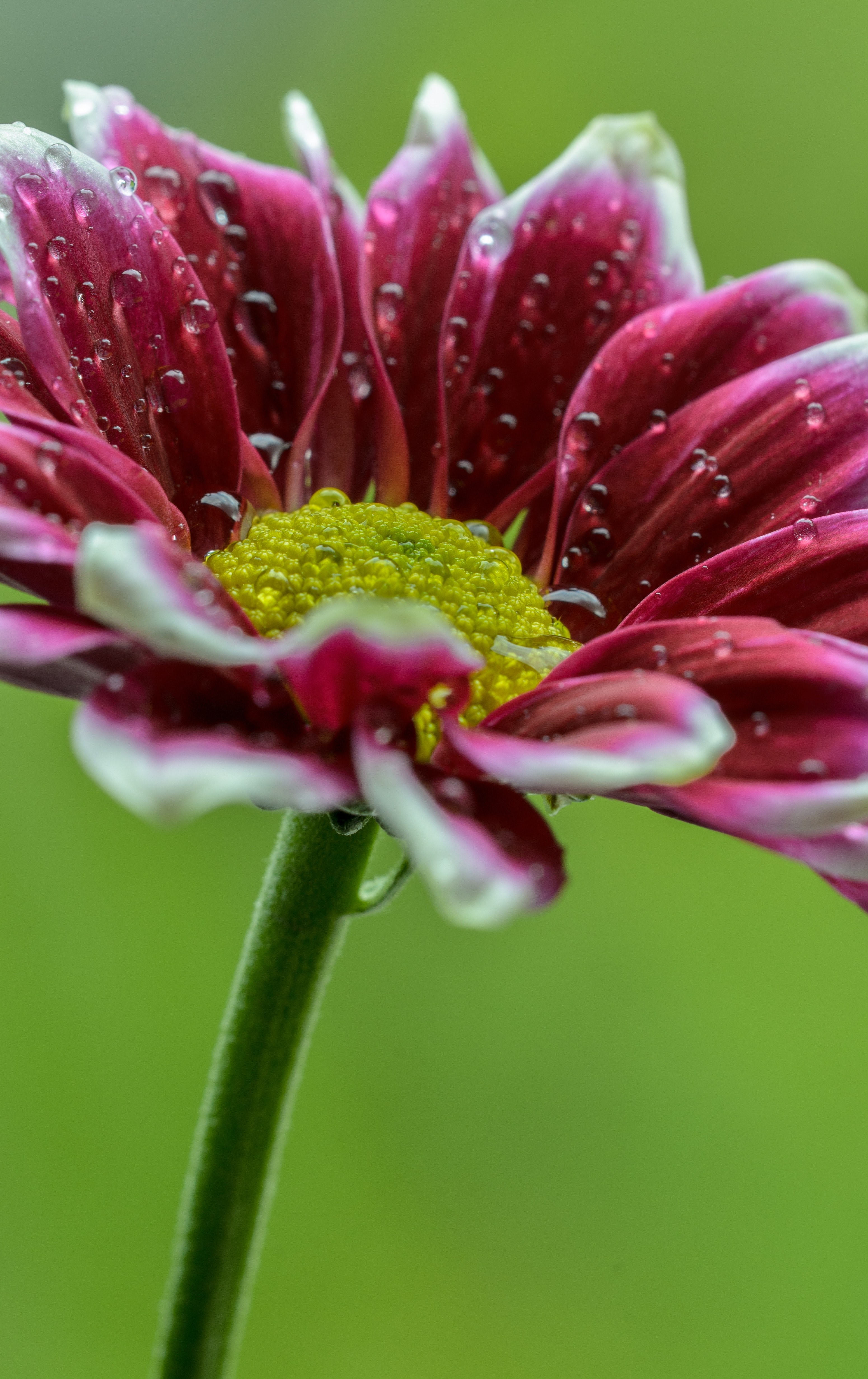 nature clean fresh and closeup hd, 4k, Phone HD Wallpaper