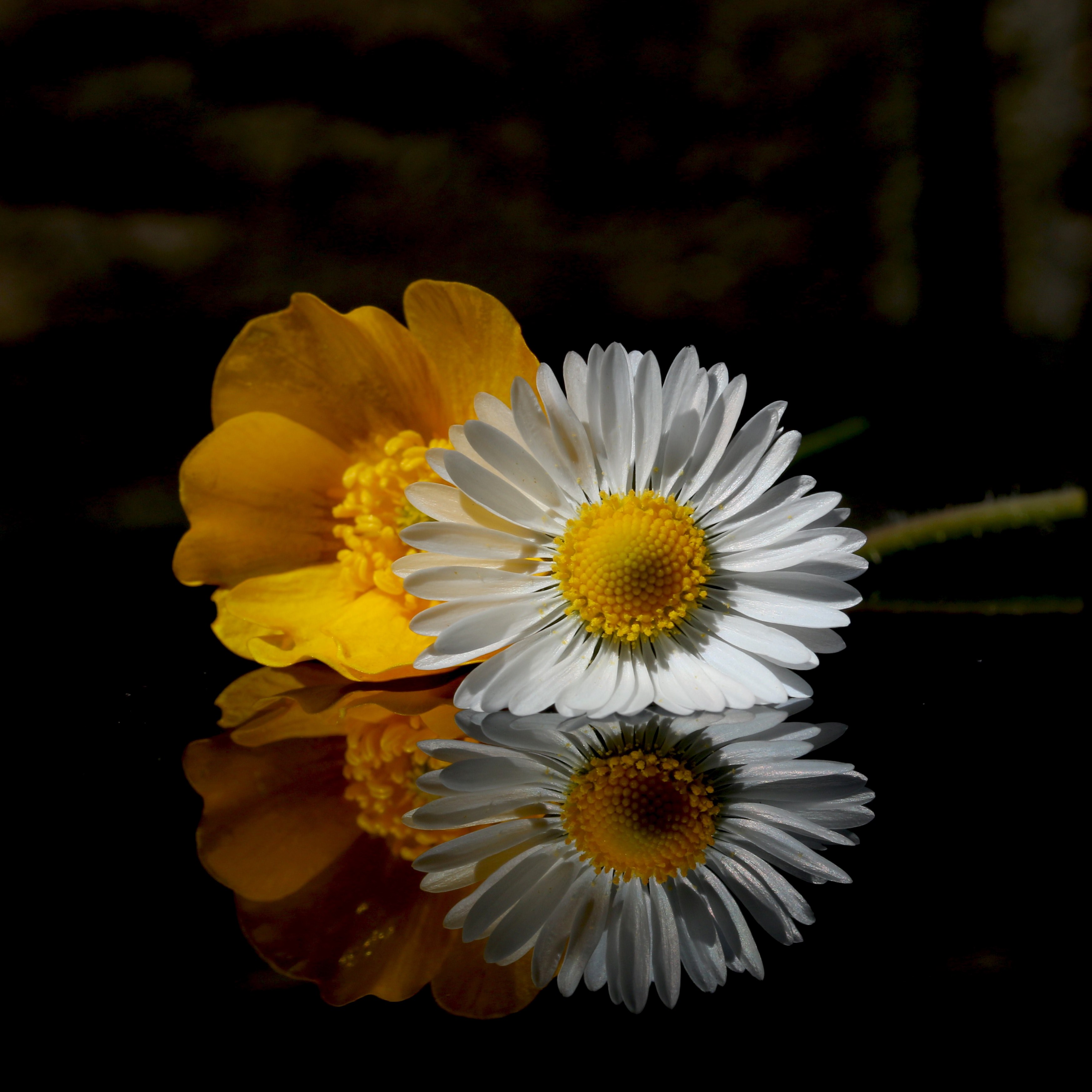 buttercup daisy reflection and wild 4k, HD Wallpaper