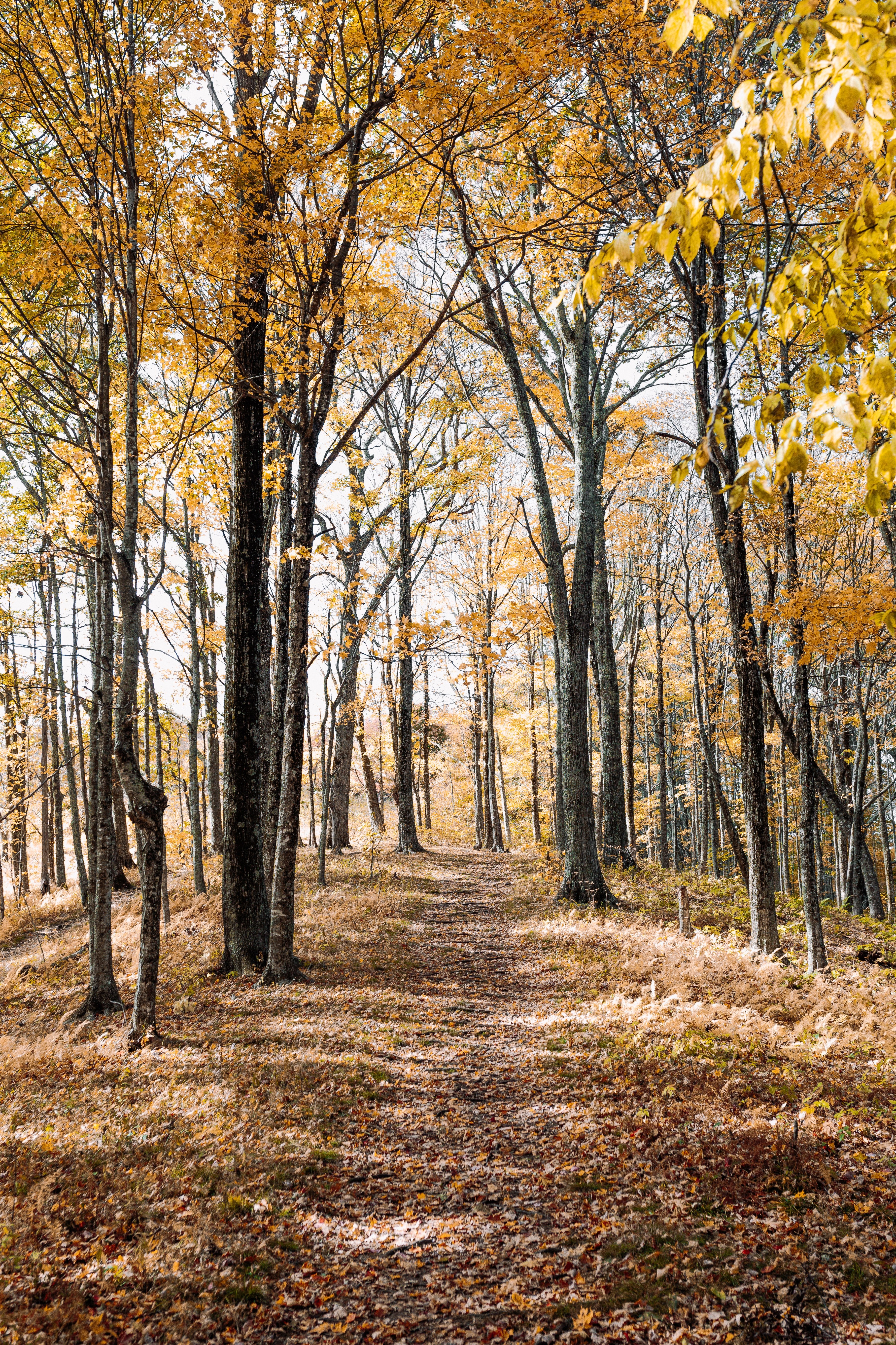 a path covered in leaves that have fallen from branches during autumn, autumn path 4k, Phone HD Wallpaper