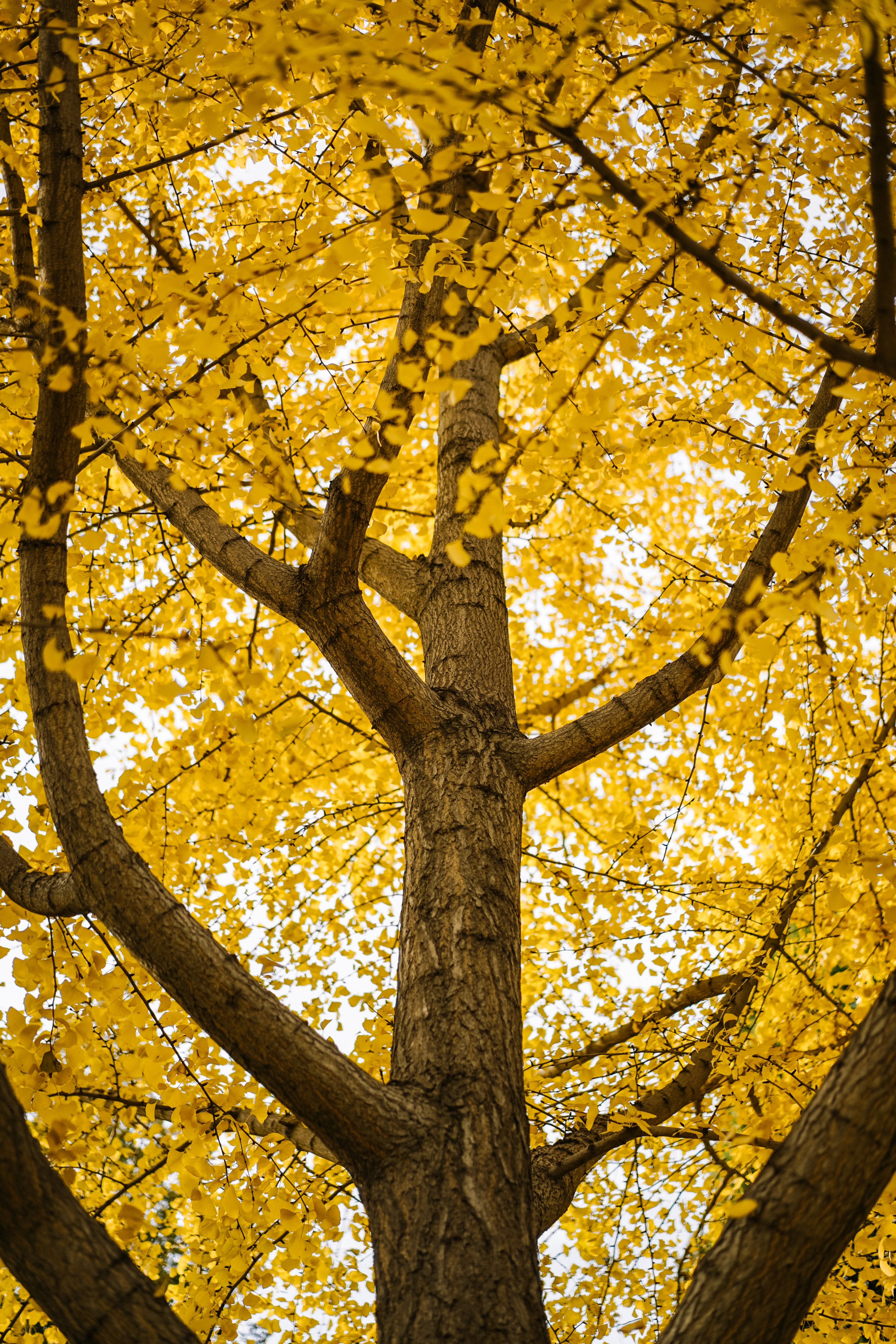autumn 4k, Phone HD Wallpaper