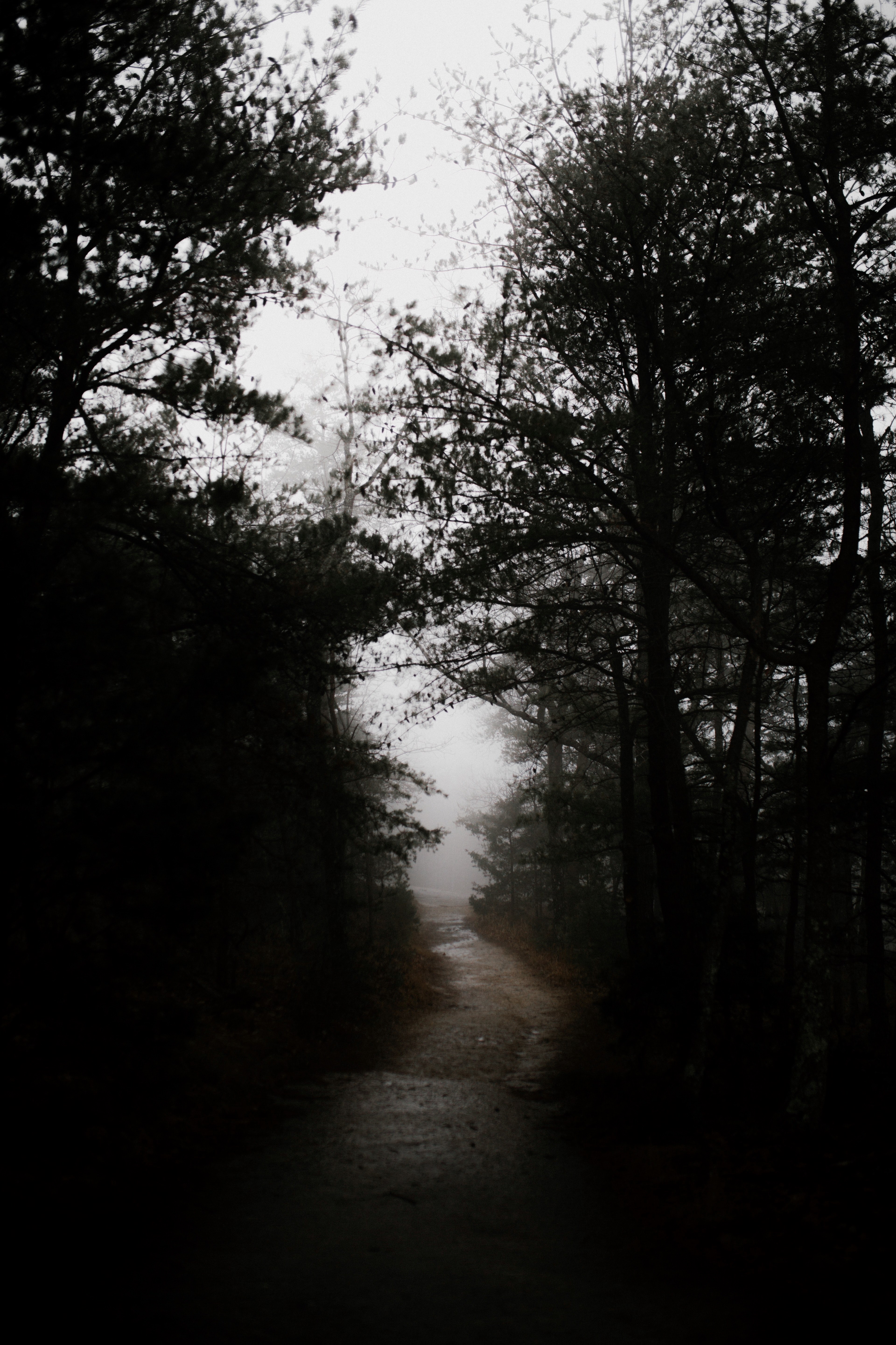a dark and narrow pathway with trees by the side covered by fog in rough ridge lookout grandfather mountain nc, _in the clouds 4k, Phone HD Wallpaper