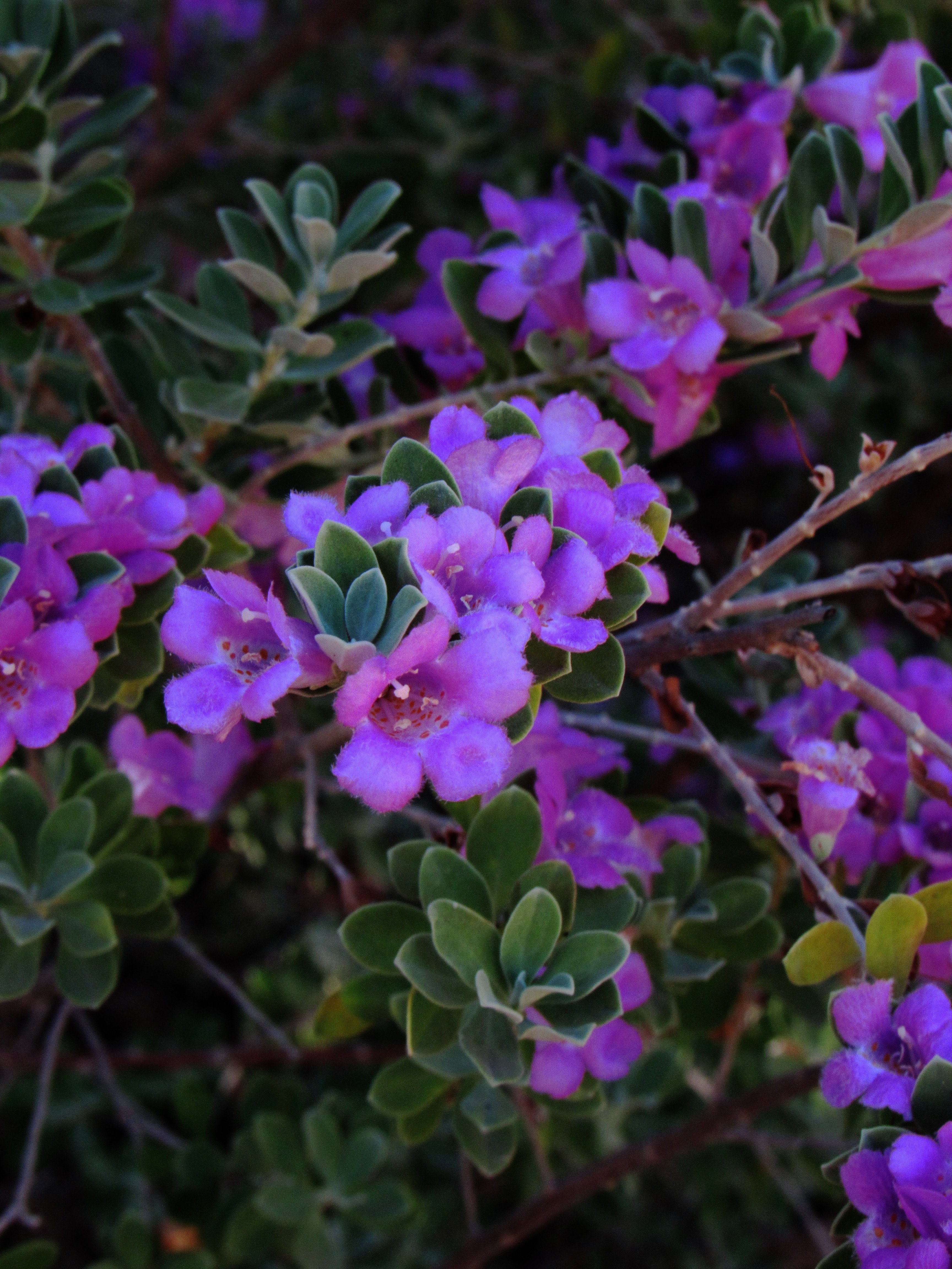 leafe spring nature and purple hd, 4k, Phone HD Wallpaper