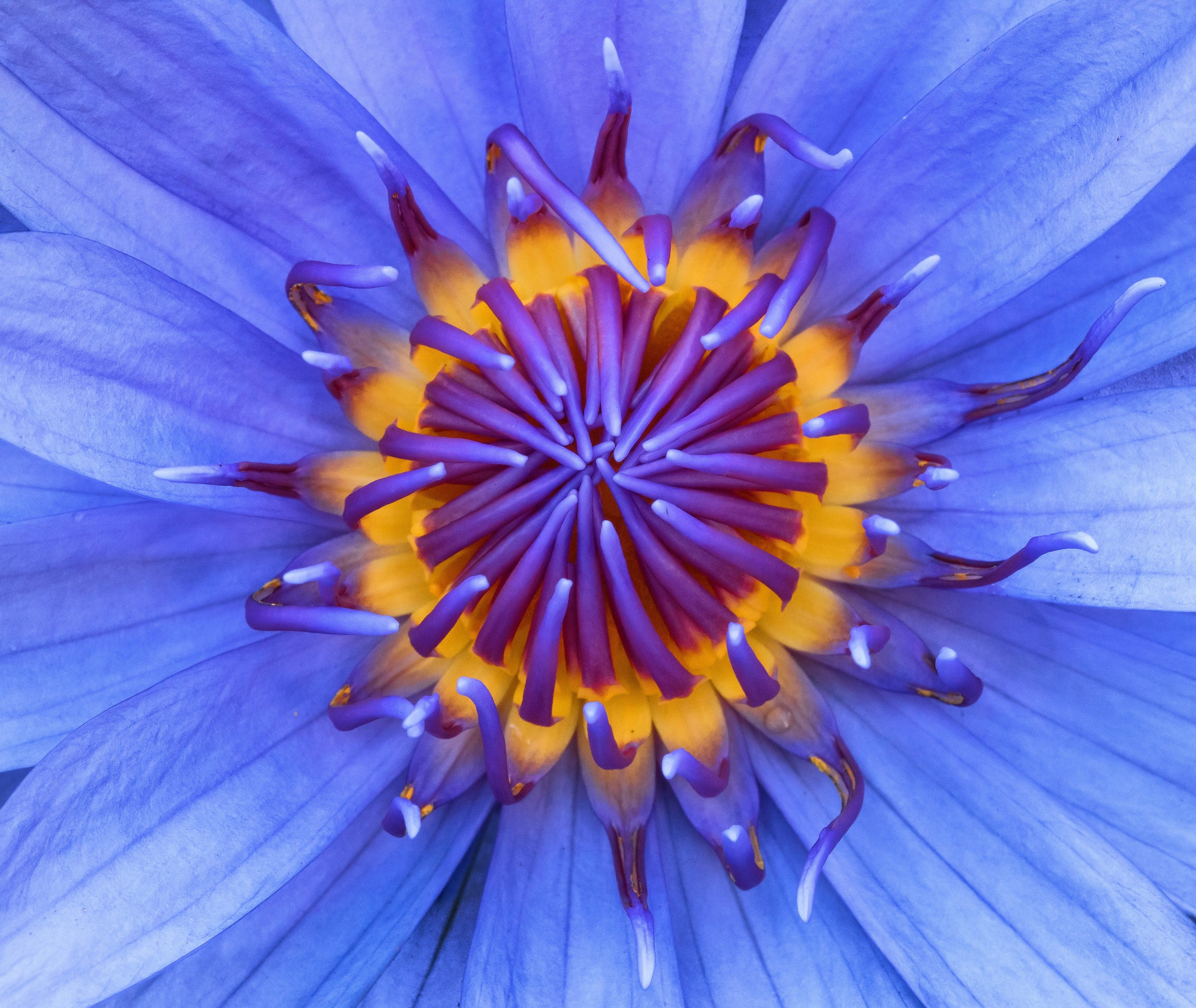 close up macro pistil and plant 4k, HD Wallpaper