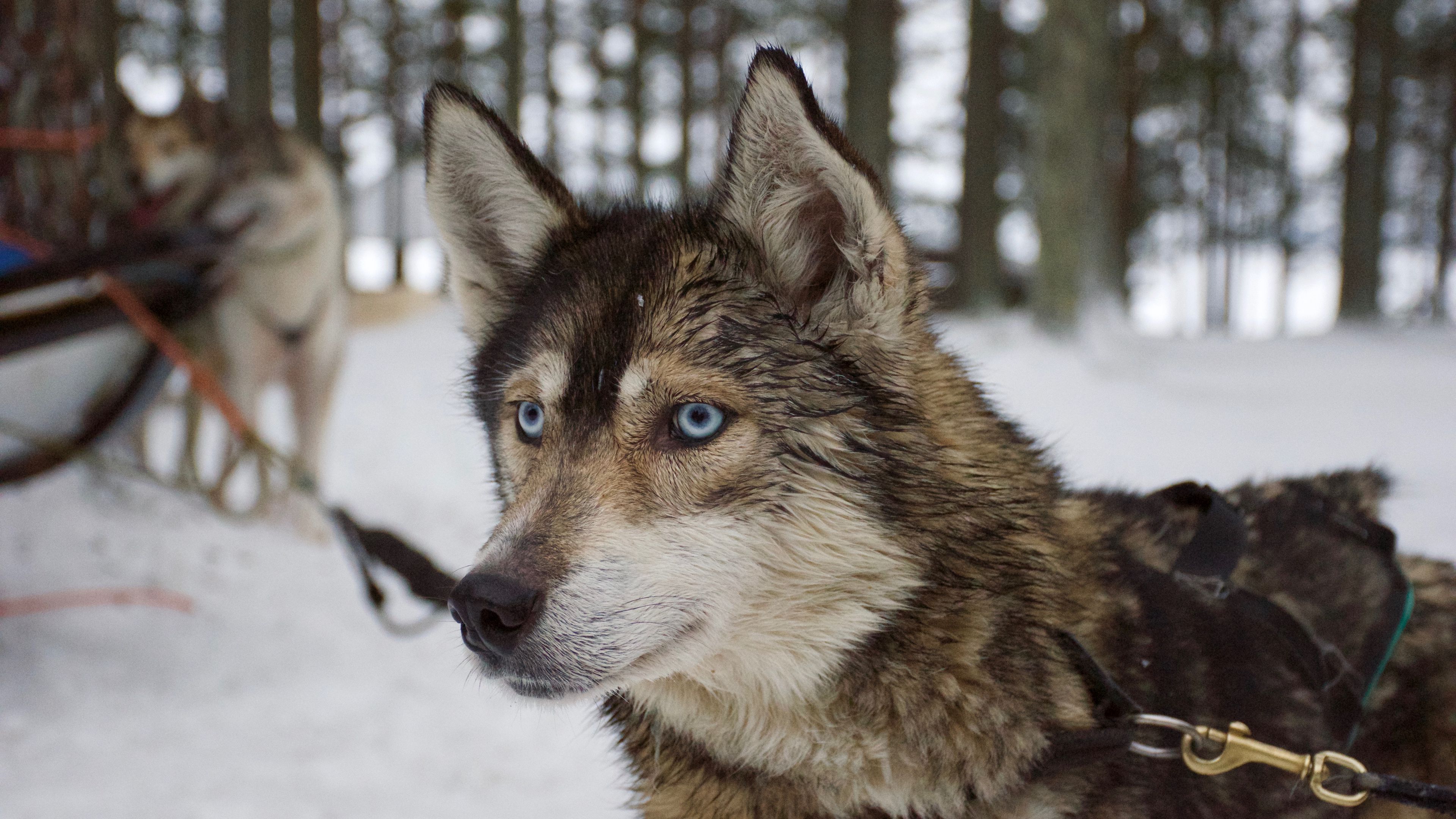 husky, dog, muzzle, 4k, HD Wallpaper