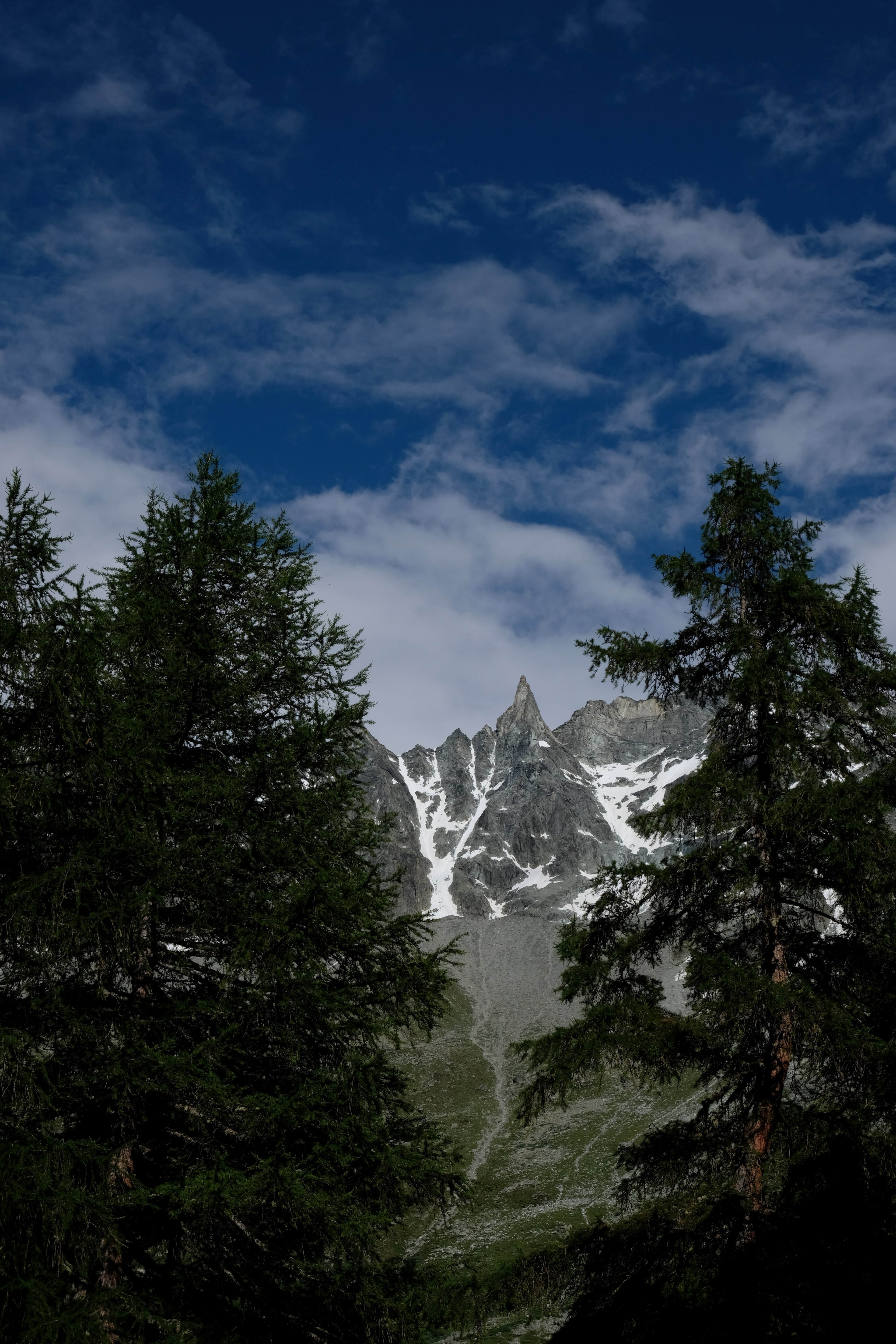 tree color explorer and exploring hd, 4k, Phone HD Wallpaper