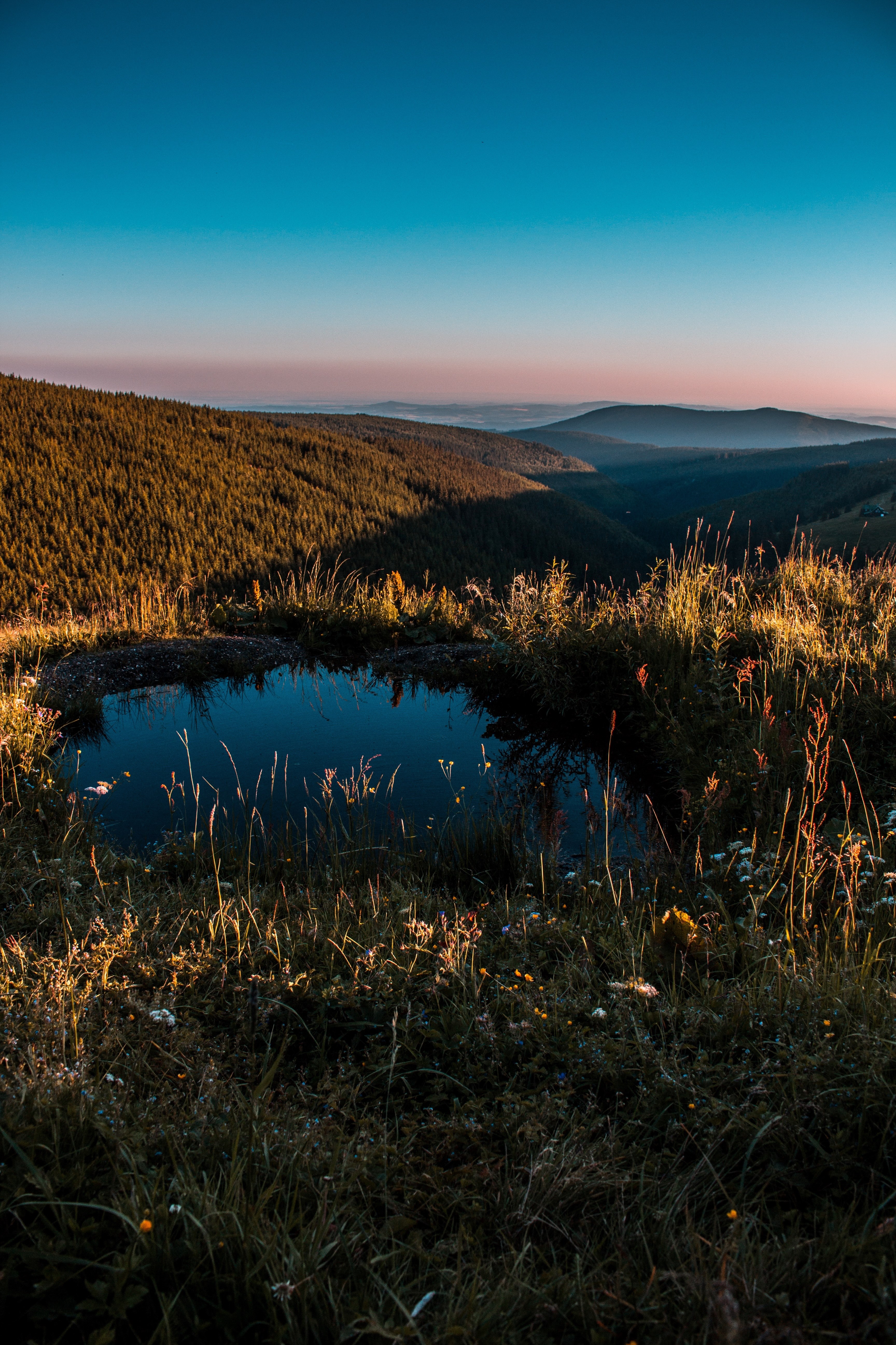 tree mountain meadow and pond hd, 4k, Phone HD Wallpaper