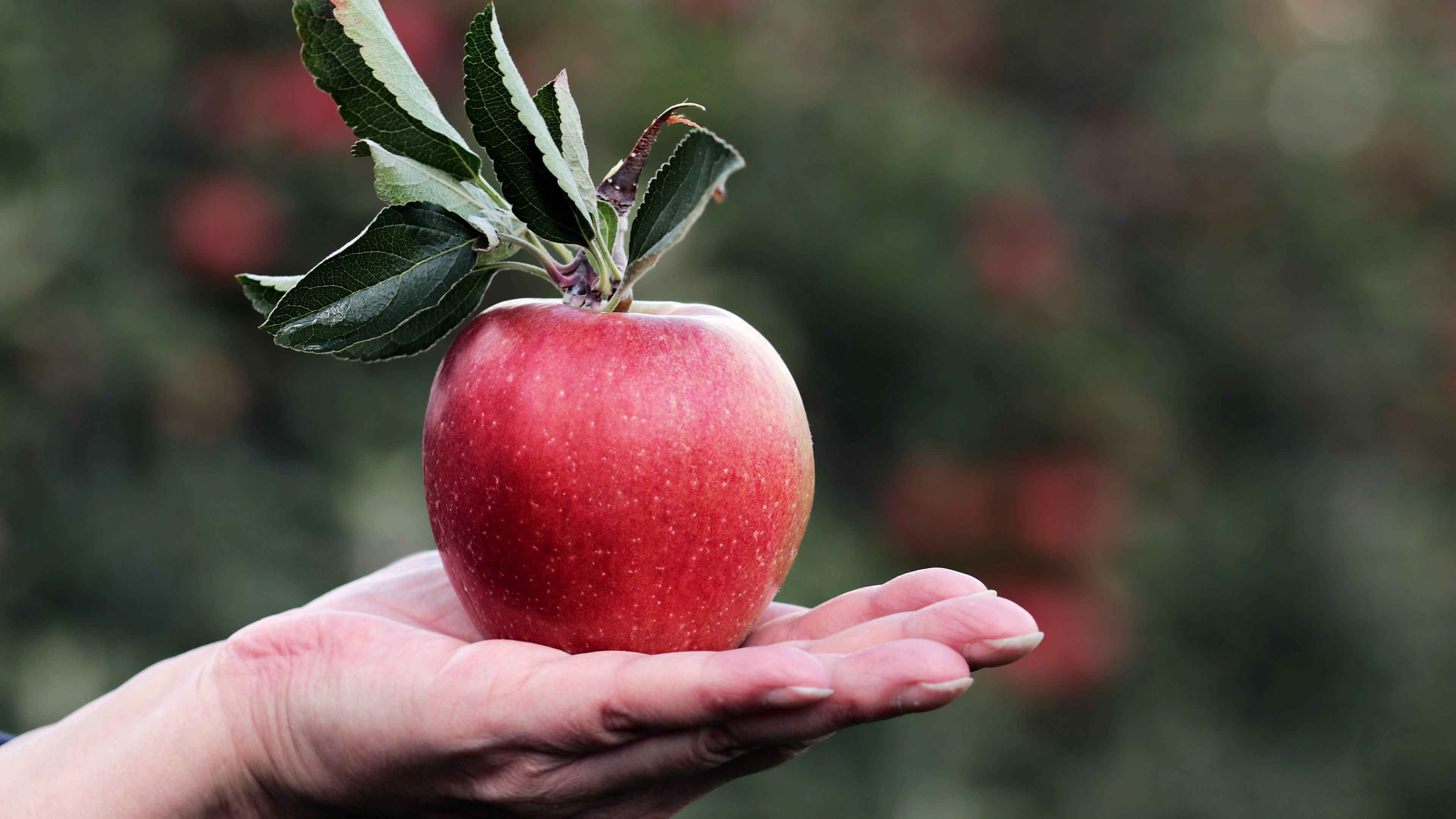 apple, hand, fruit, 4k, HD Wallpaper