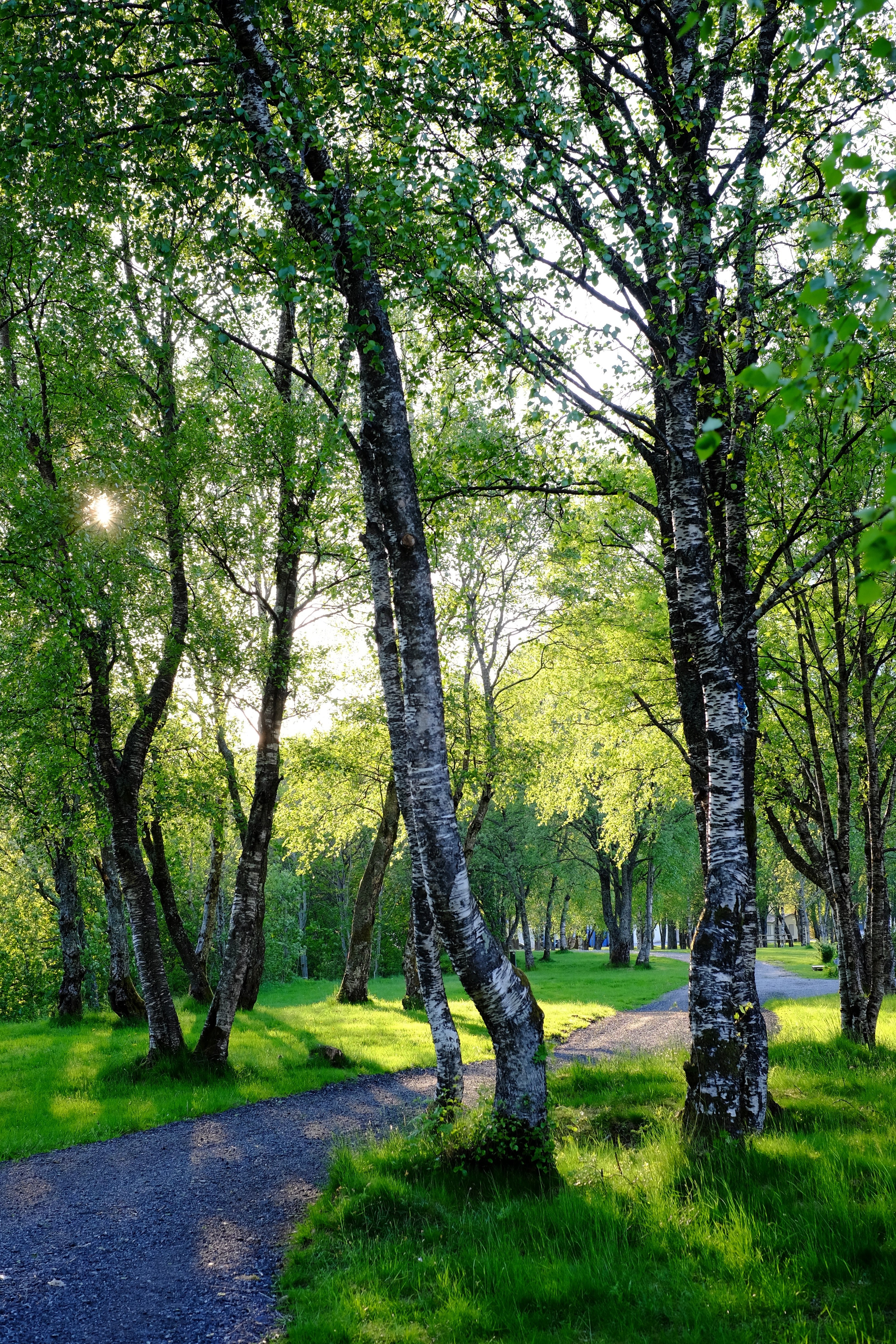 road wood birch and tree hd, 4k, Phone HD Wallpaper