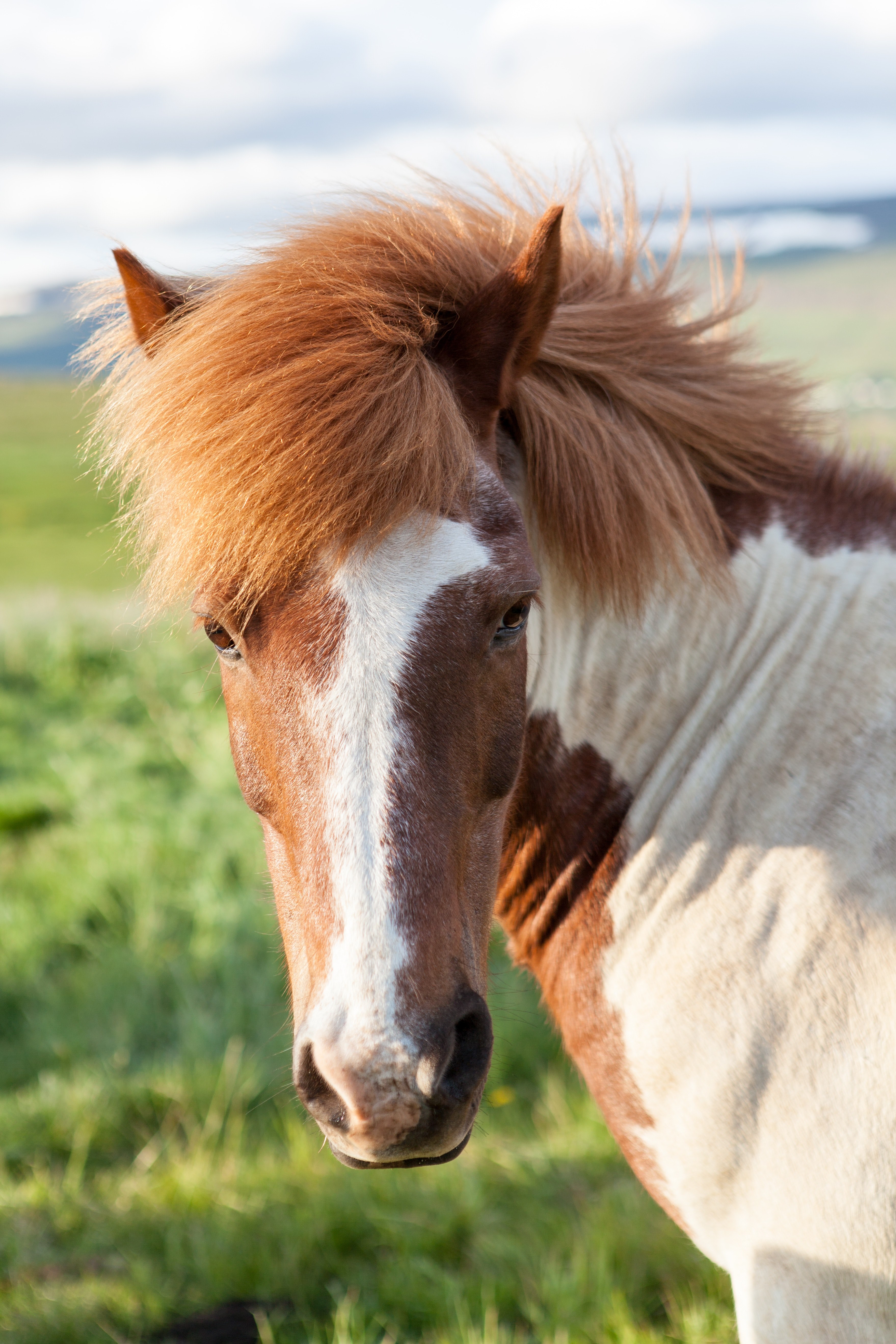 a skewbald horse with a thick mane turns its head to the side, close up on a skewbald horse 4k, Phone HD Wallpaper