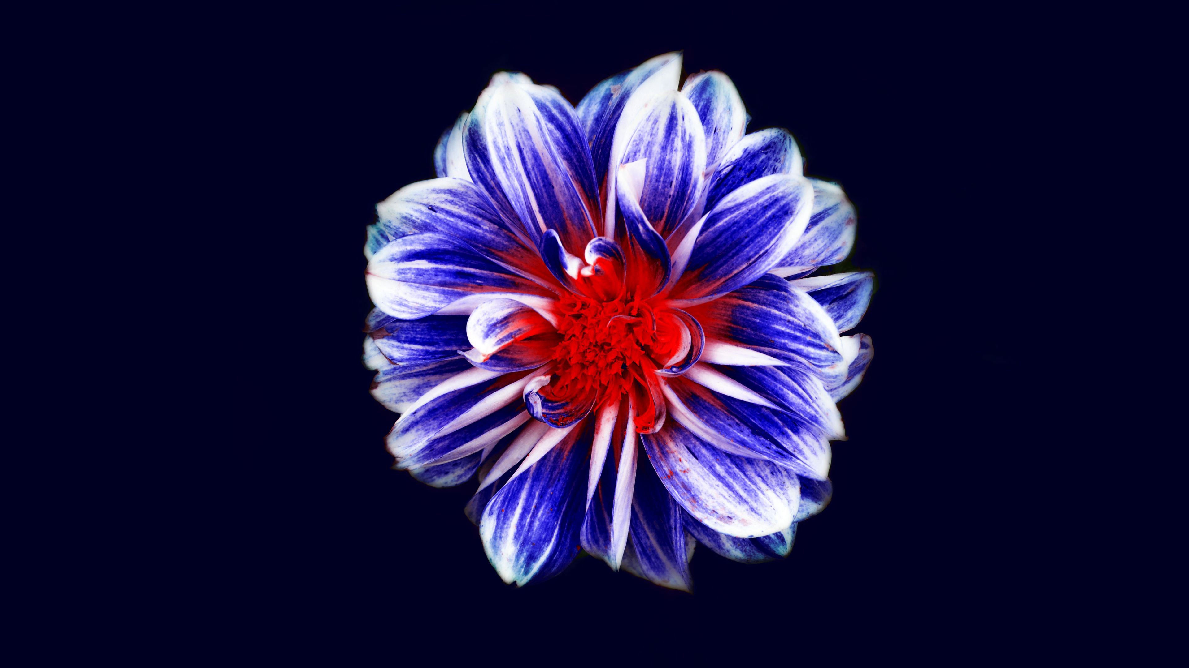 flower, bud, petals, 4k, HD Wallpaper