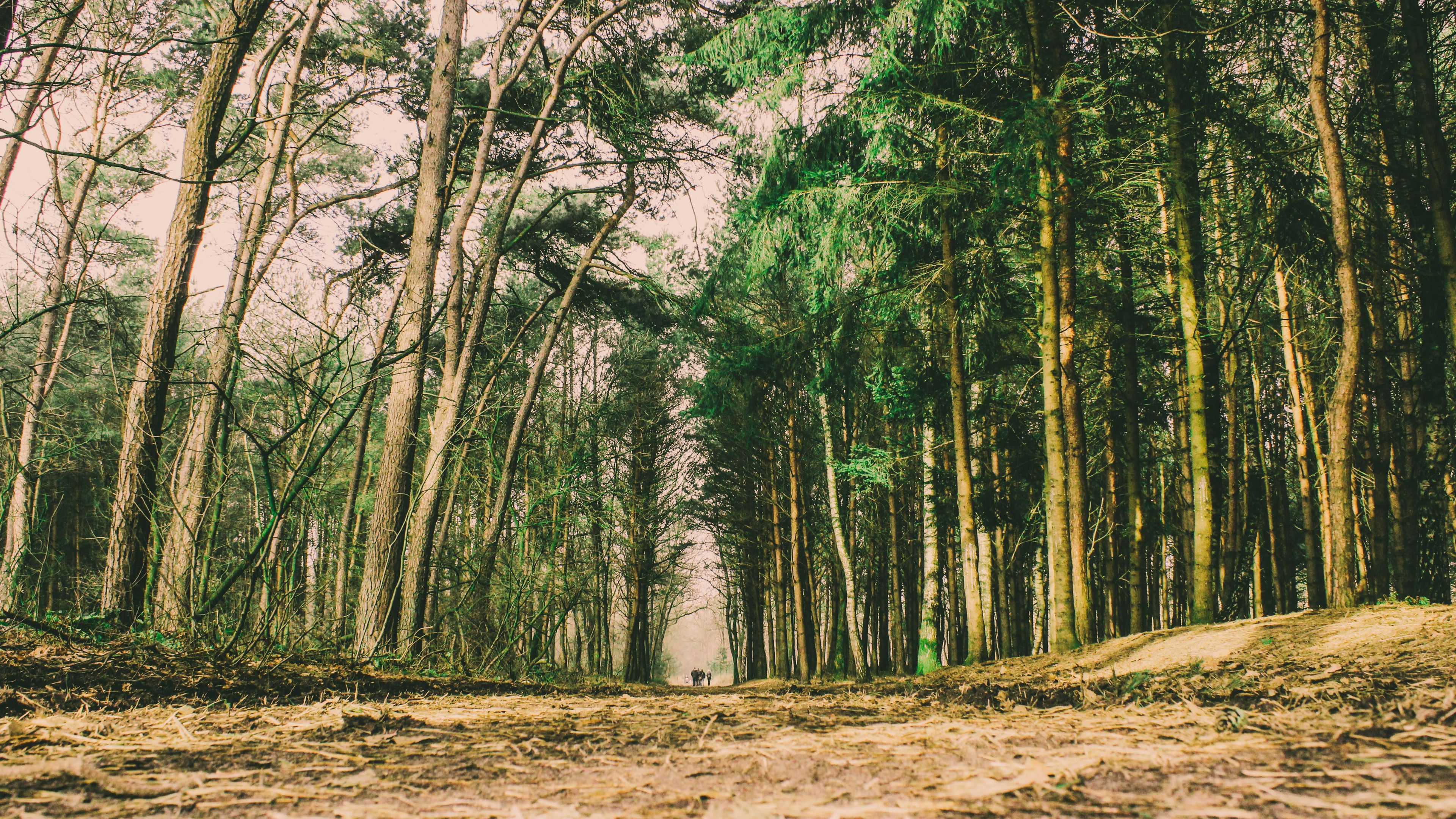 trees, forest, trail, 4k, HD Wallpaper