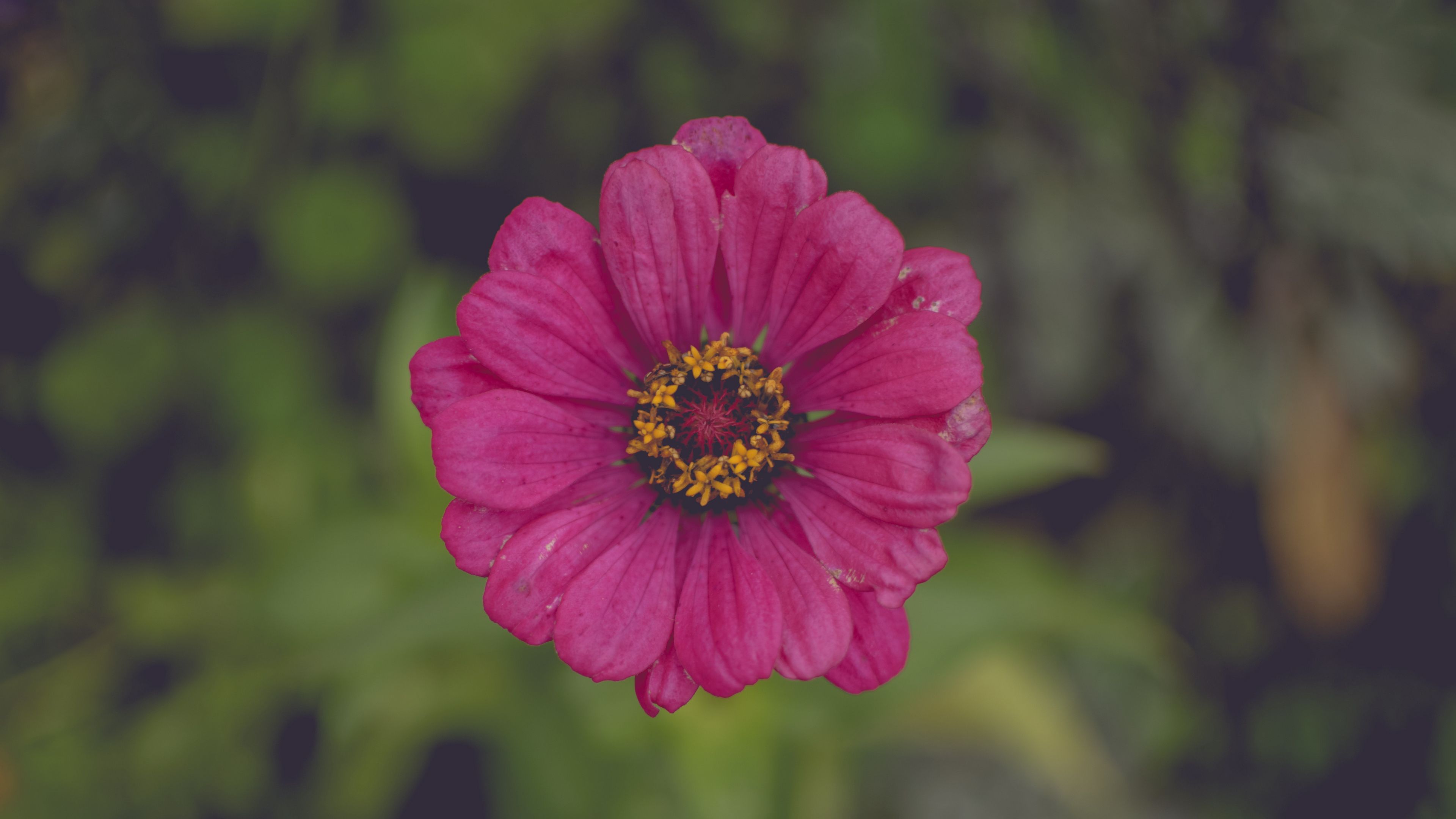 flower, pink, petals, 4k, HD Wallpaper