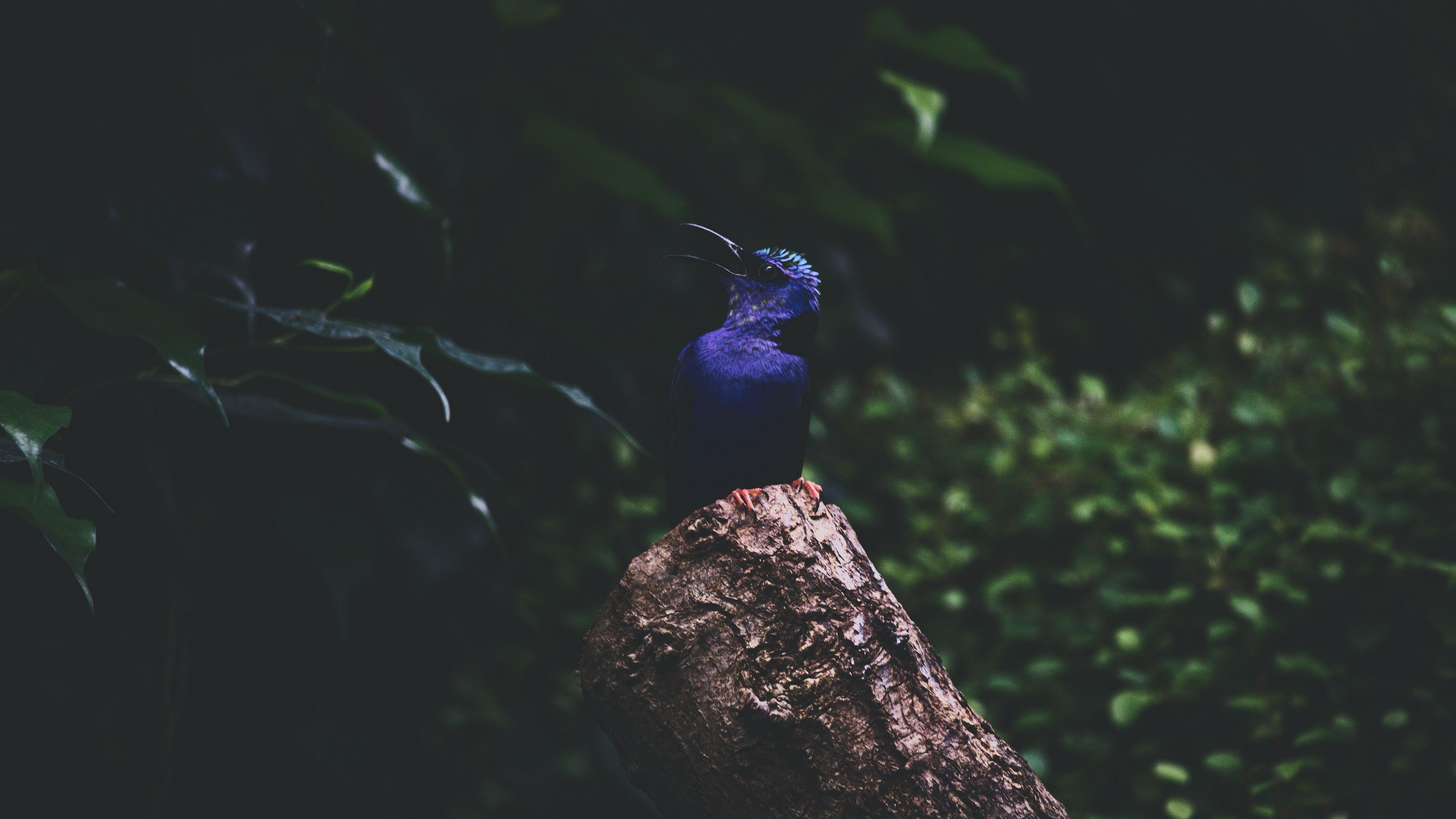 kingfisher, bird, foliage, 4k, HD Wallpaper