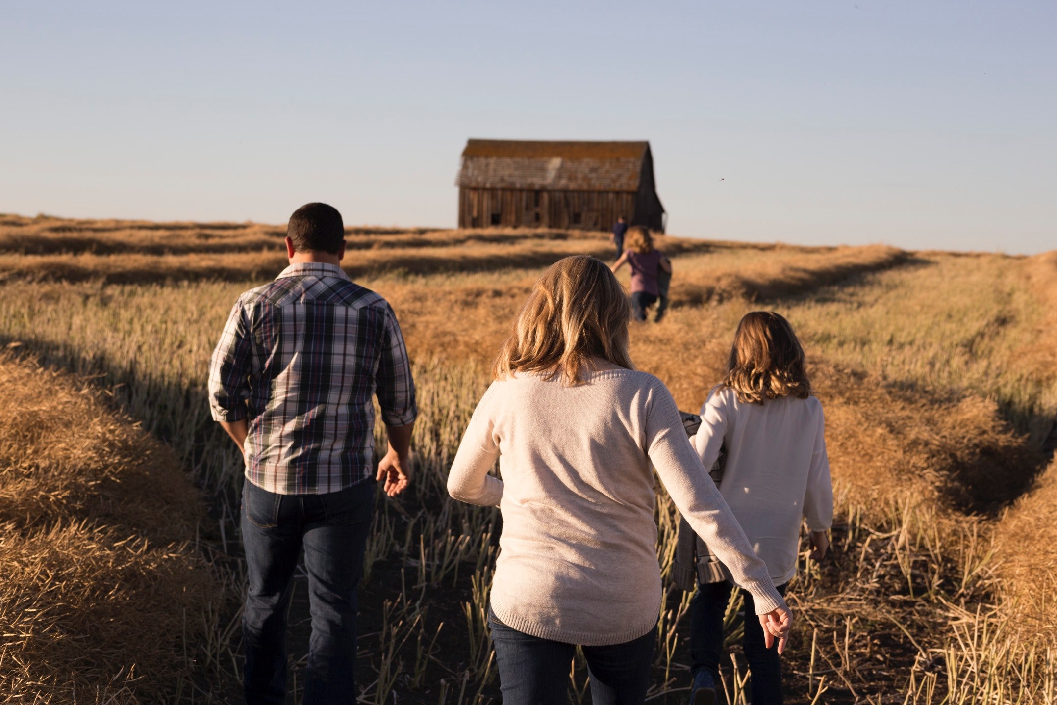 a family walking through a golden field towards a barn, to the old barn 4k, HD Wallpaper
