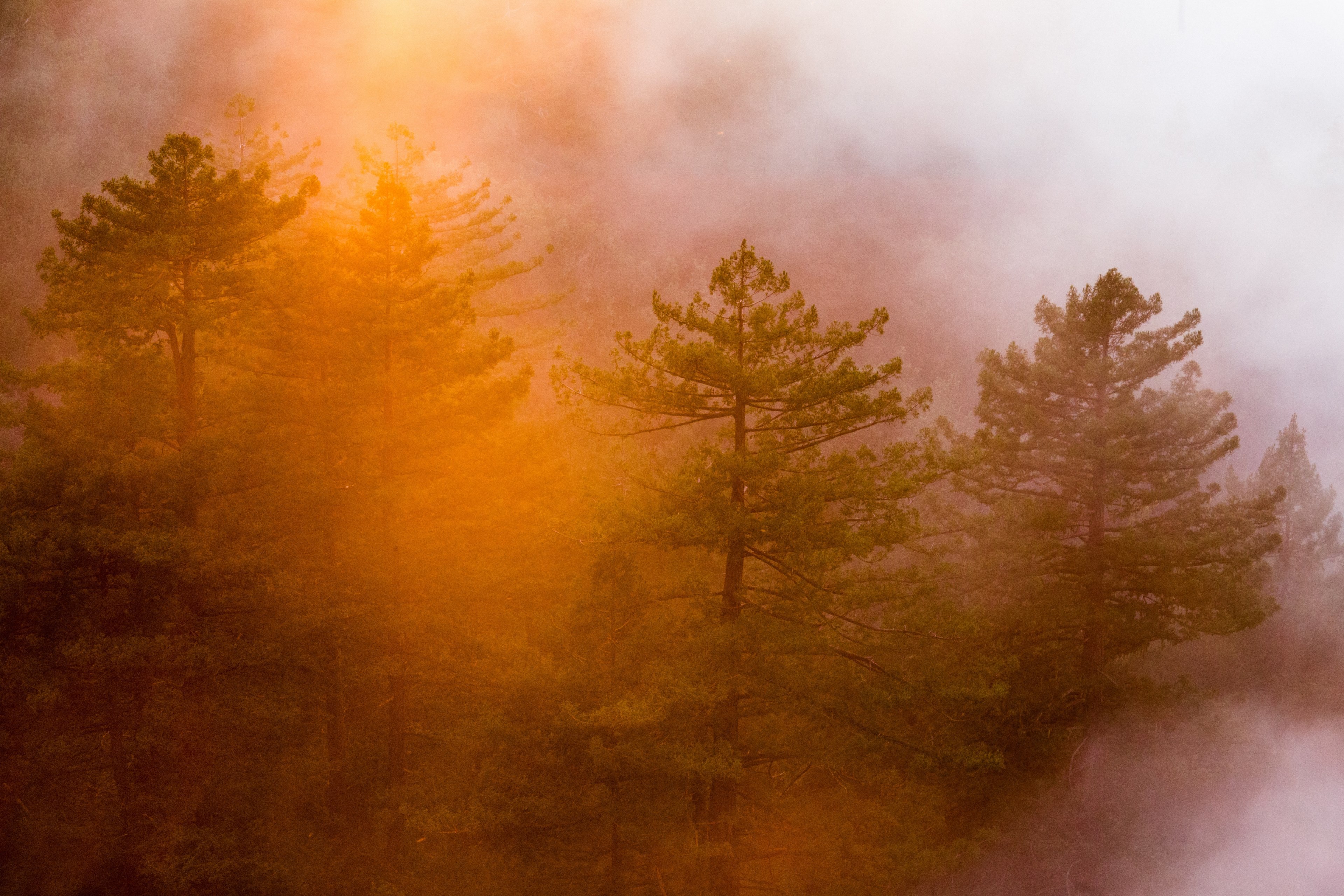 an orange hued shot of a group of trees in big sur, orange forest edge 4k, HD Wallpaper