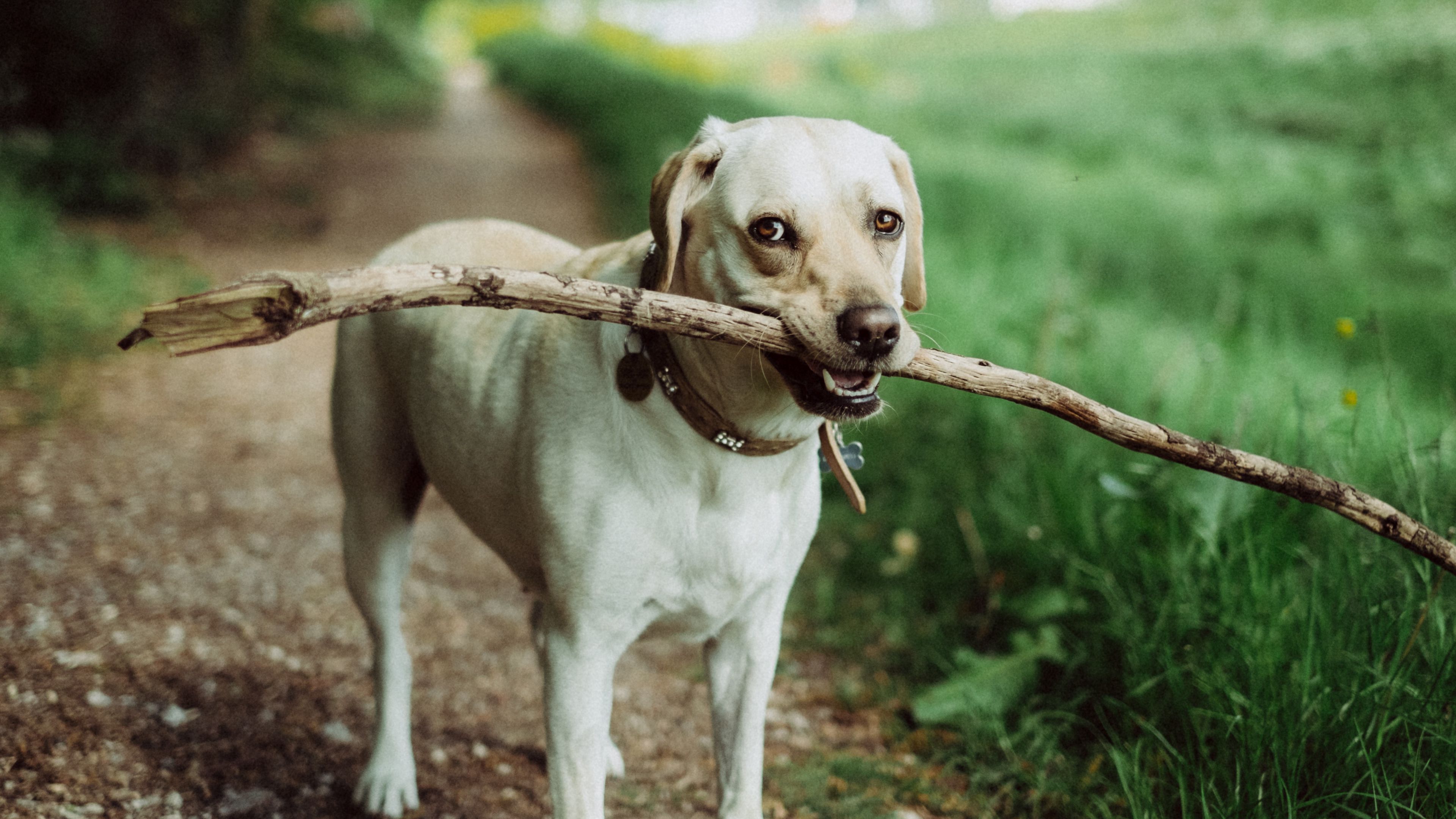 dog, muzzle, stick, 4k, HD Wallpaper