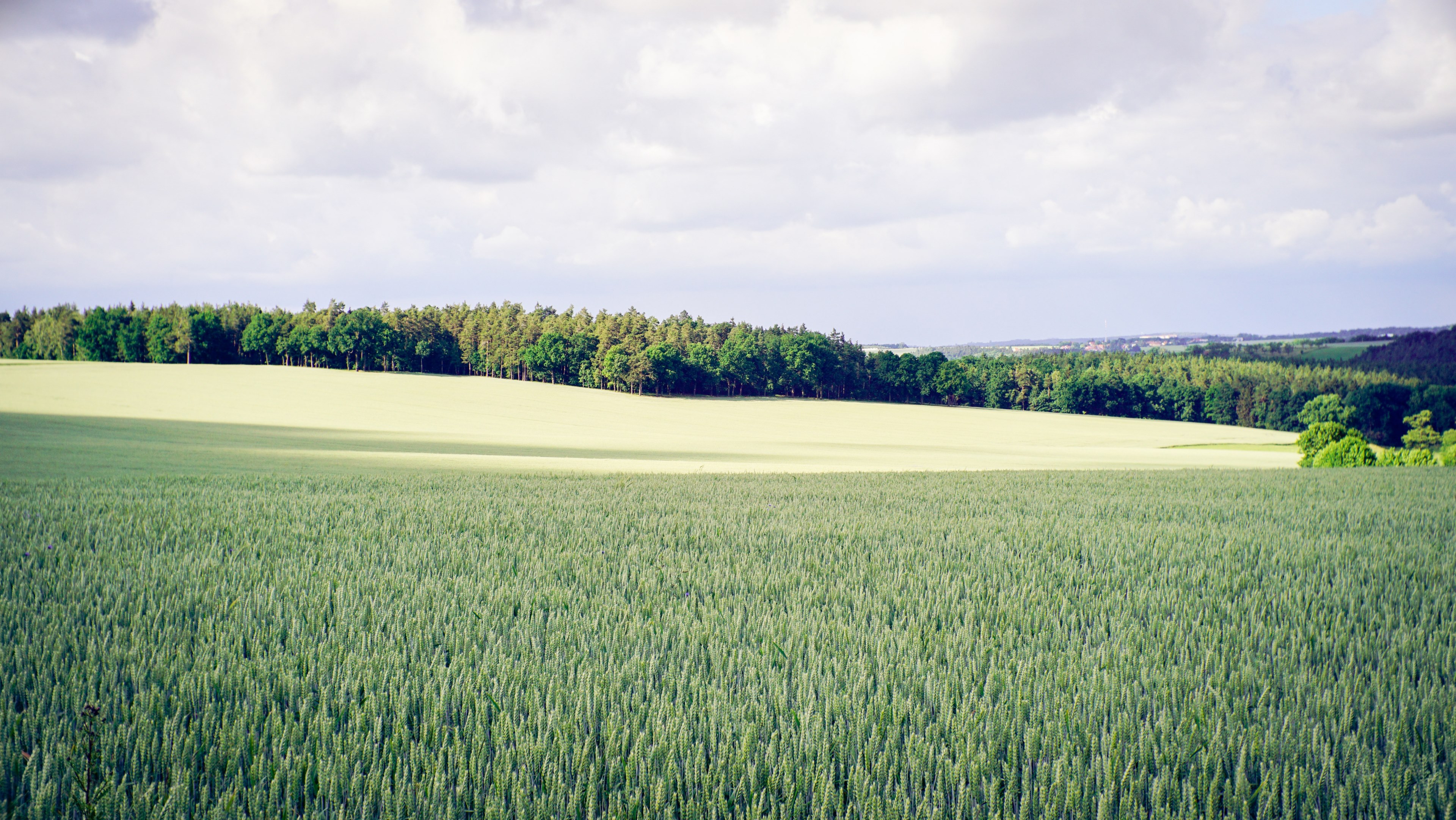a vast green agricultural field in thuringia, green thuringian field 4k, HD Wallpaper