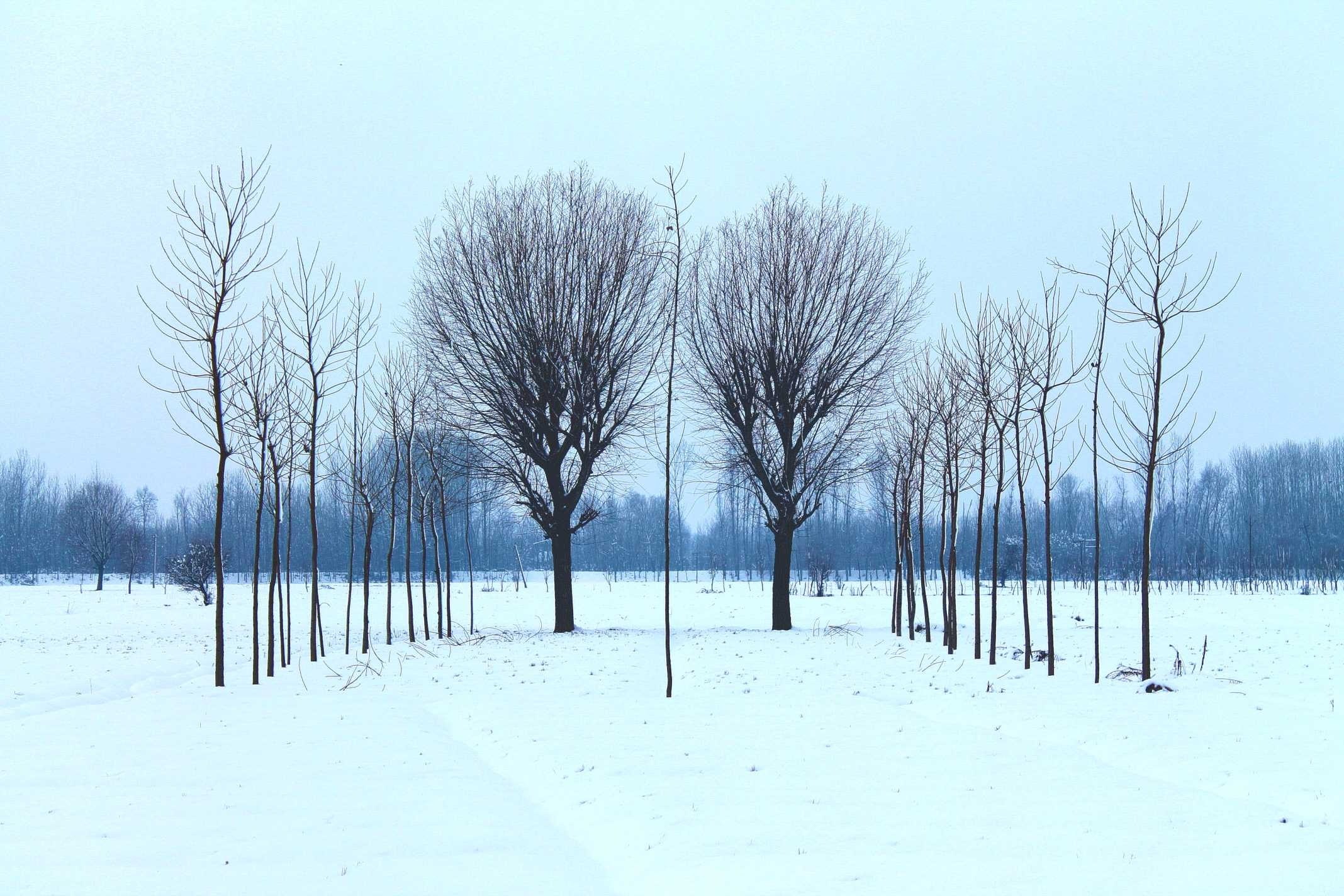 trees form symmetric lines in a snowy winter field, winter symmetry 4k, HD Wallpaper