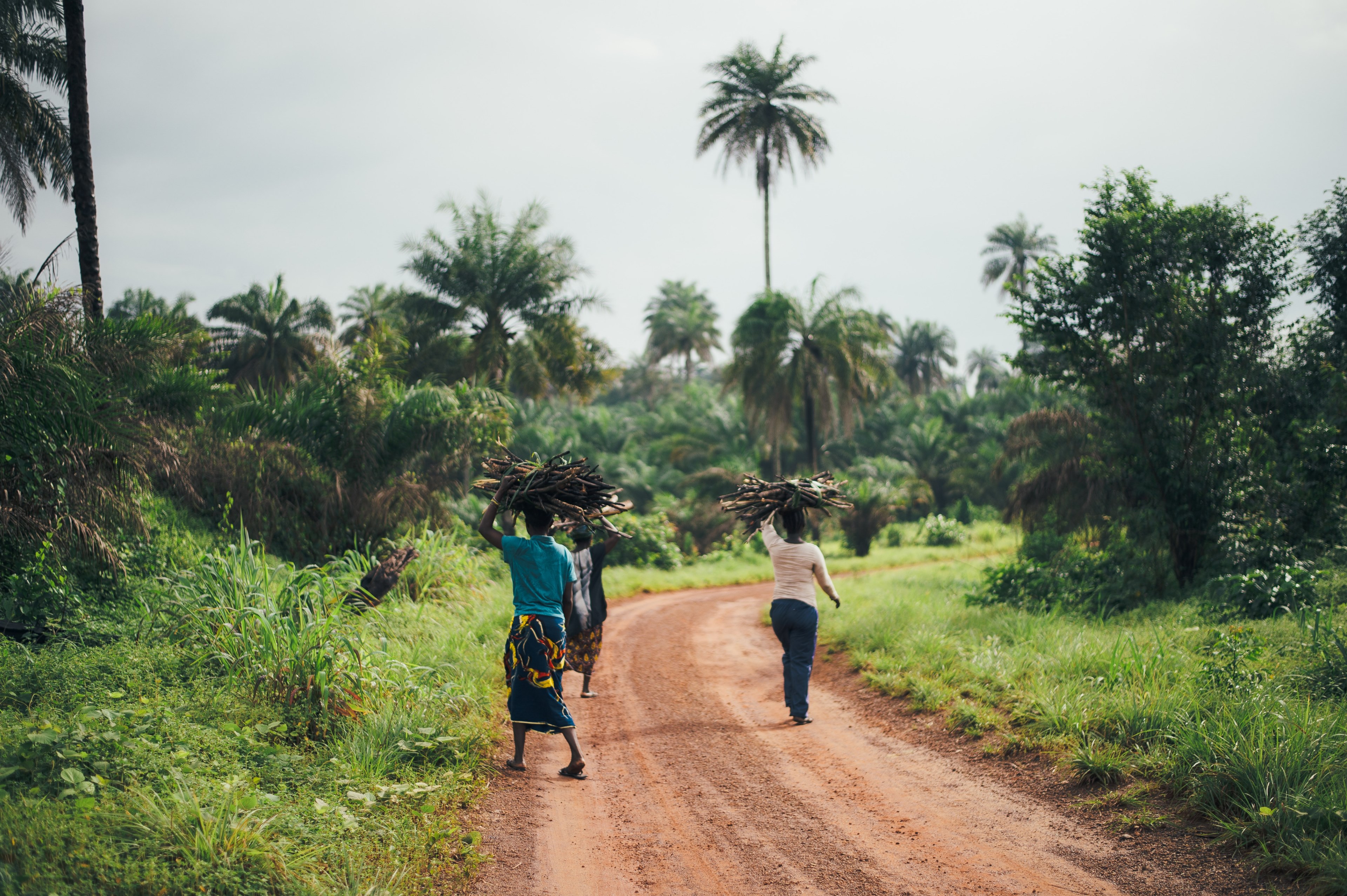 people holding firewood over their heads while walking down a dirt road in the sierra leone, sierra leone firewood 4k, HD Wallpaper